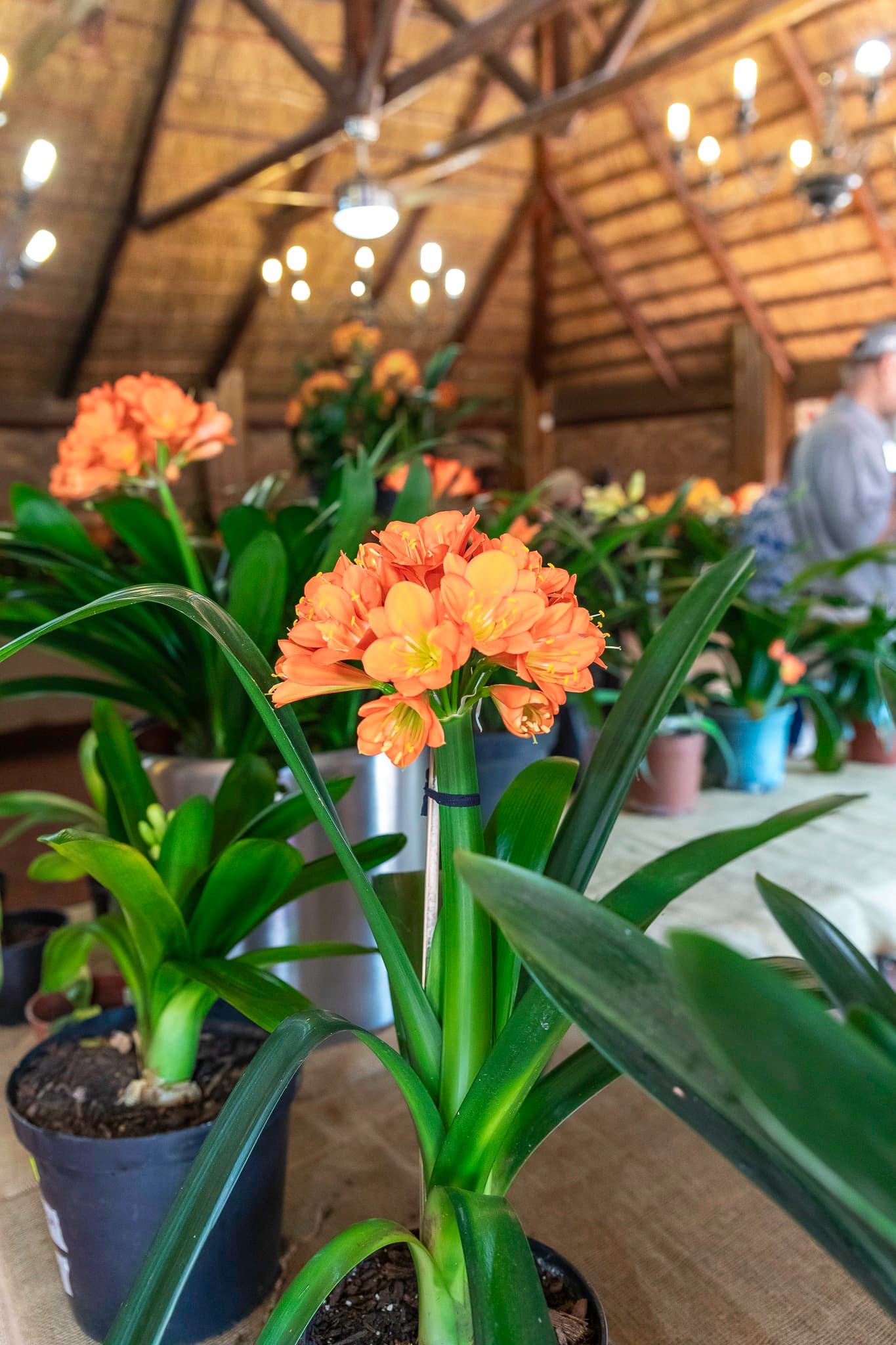 Clivia Show