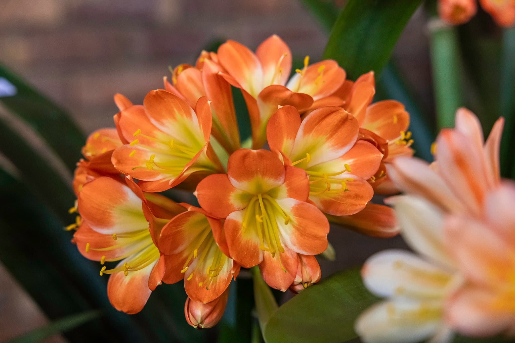 Clivia Show
