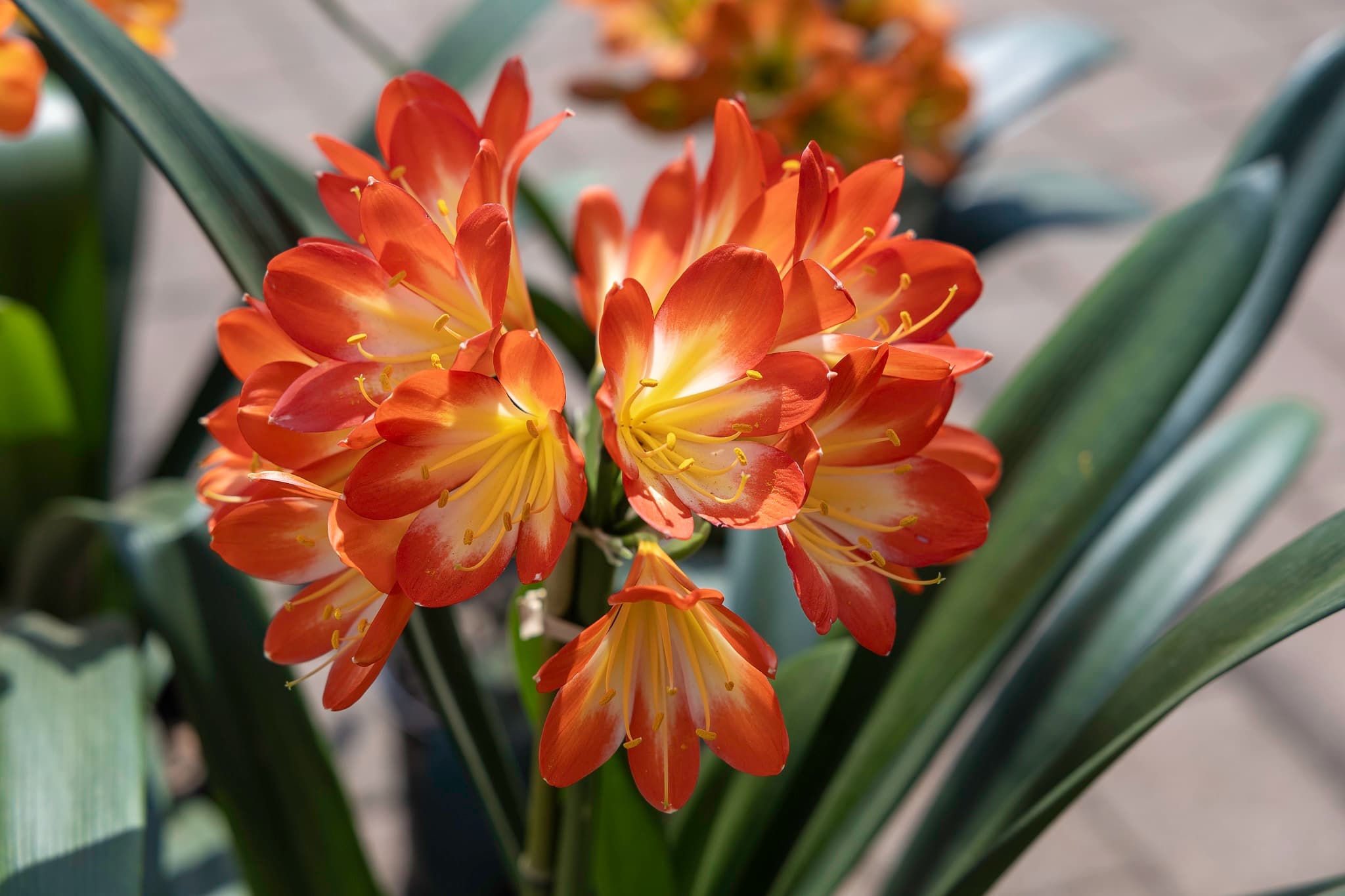Clivia Show