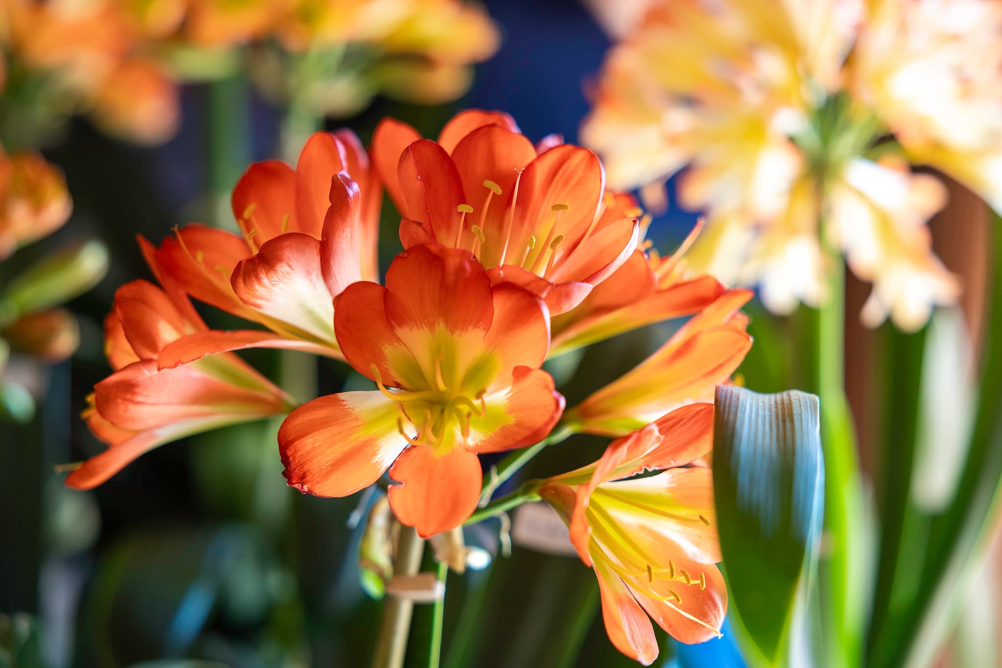 Clivia Show