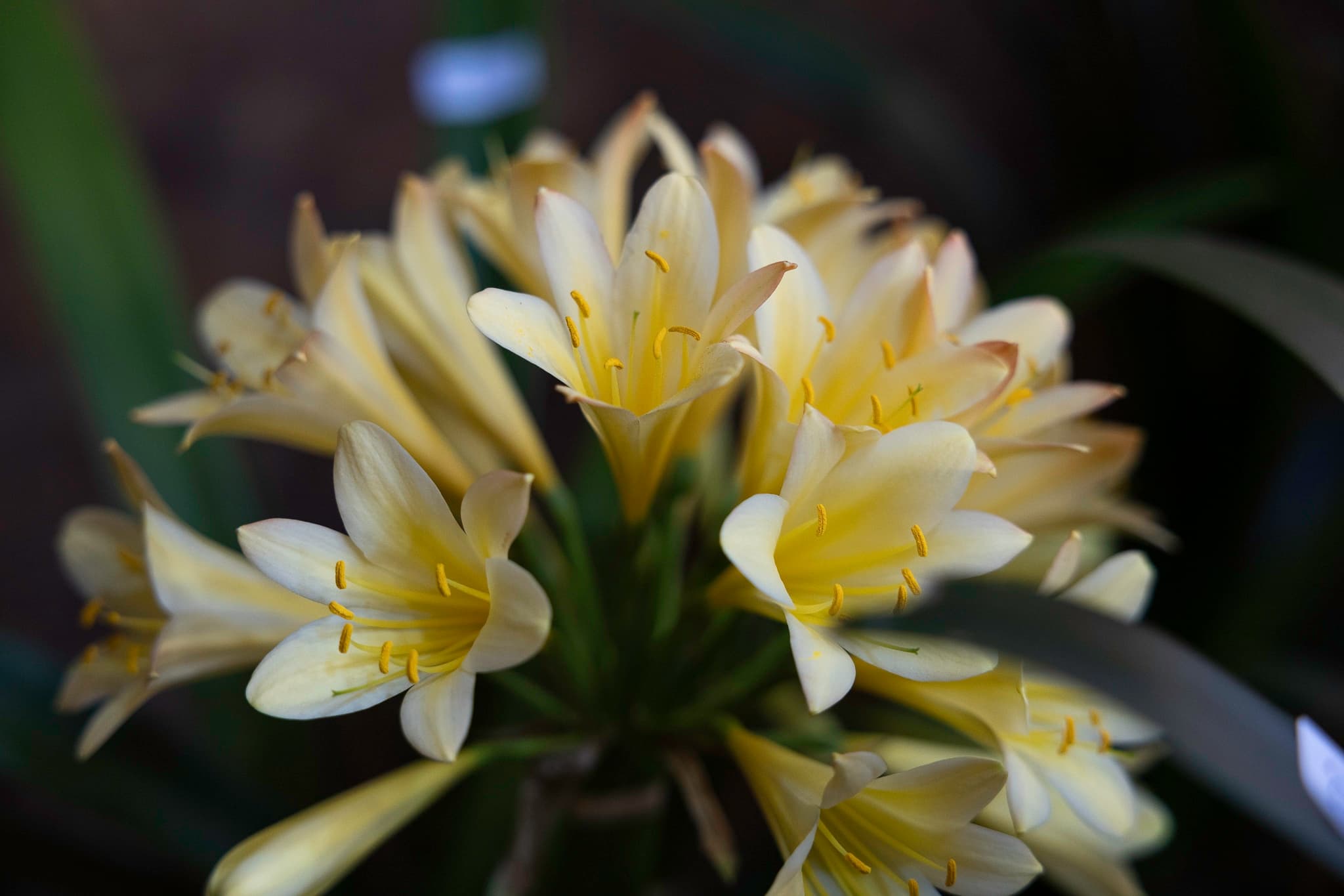 Clivia Show