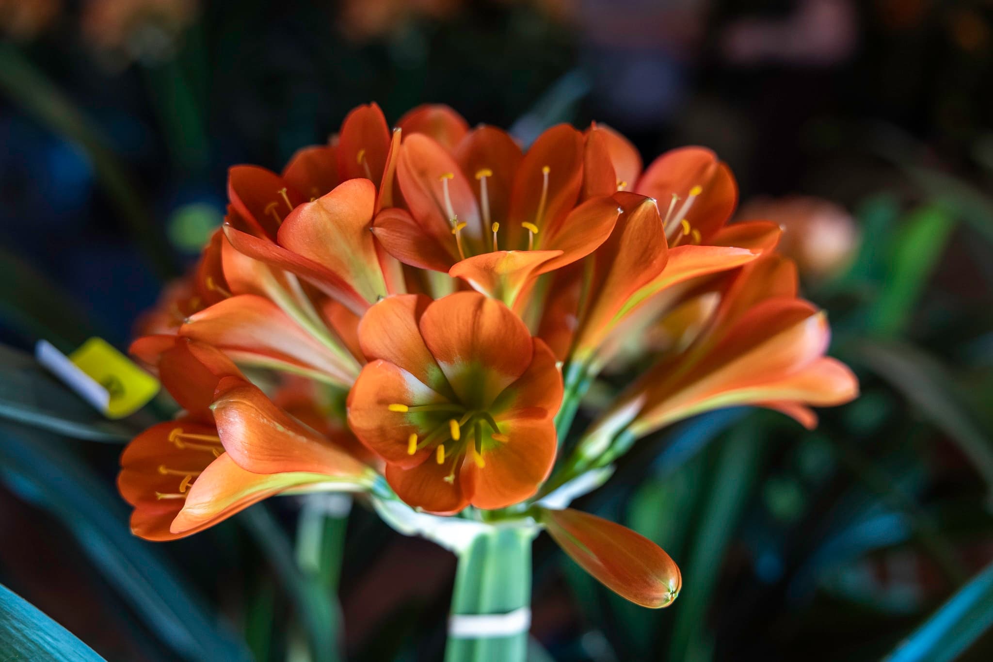 Clivia Show