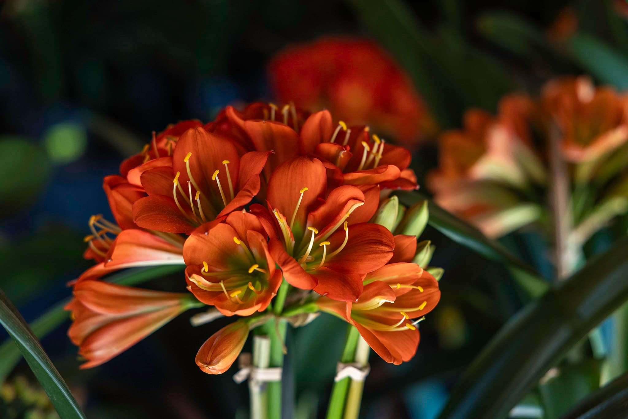 Clivia Show