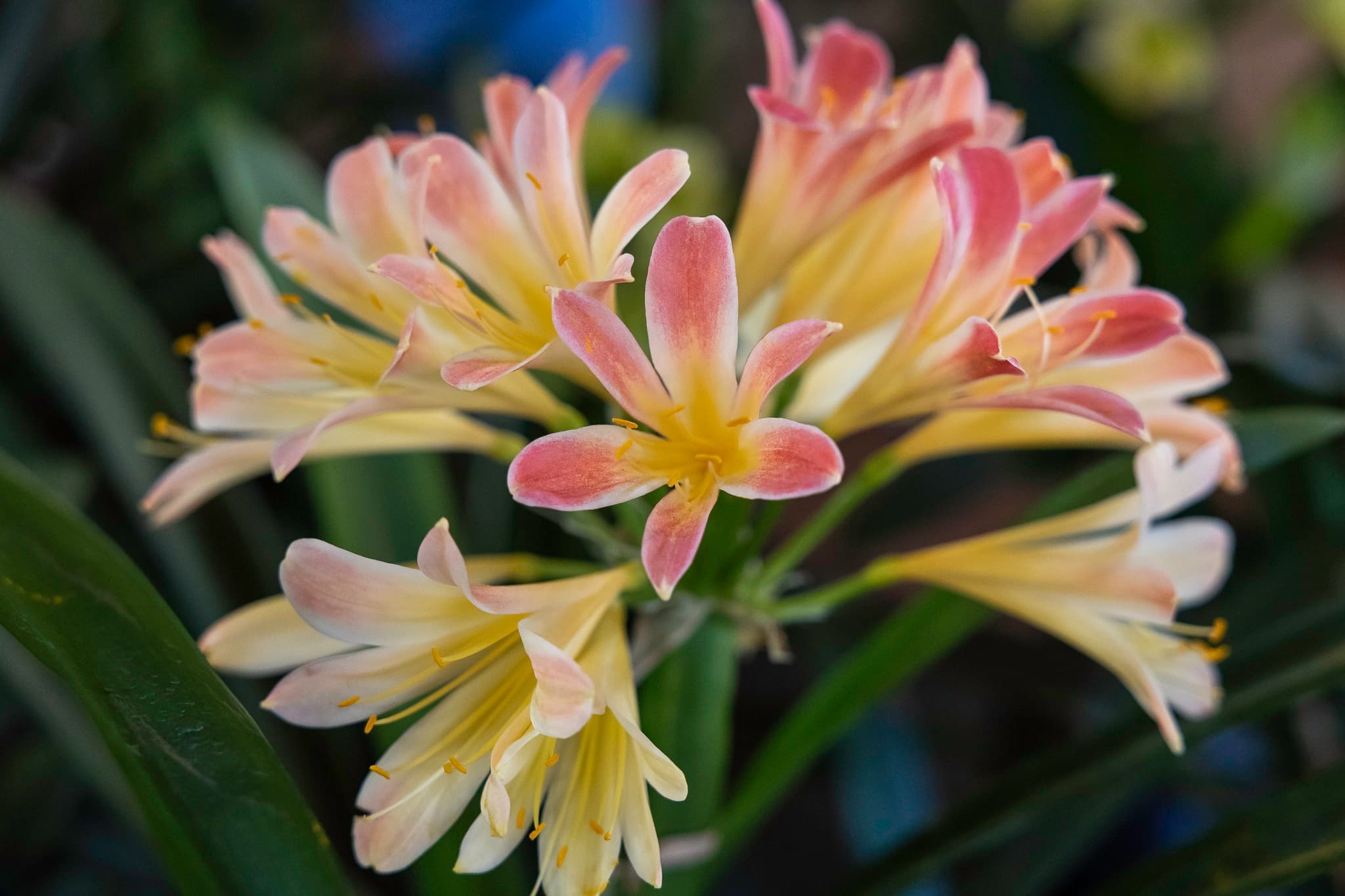 Clivia Show