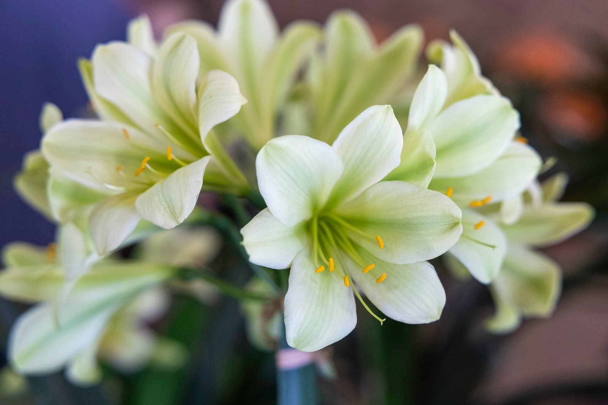 Clivia Show