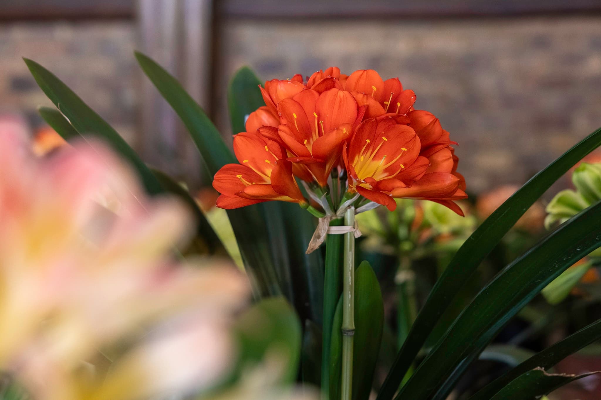 Clivia Show