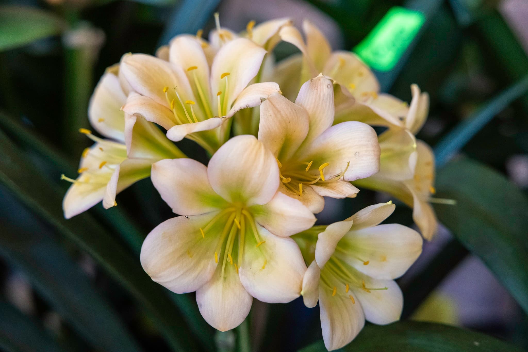 Clivia Show