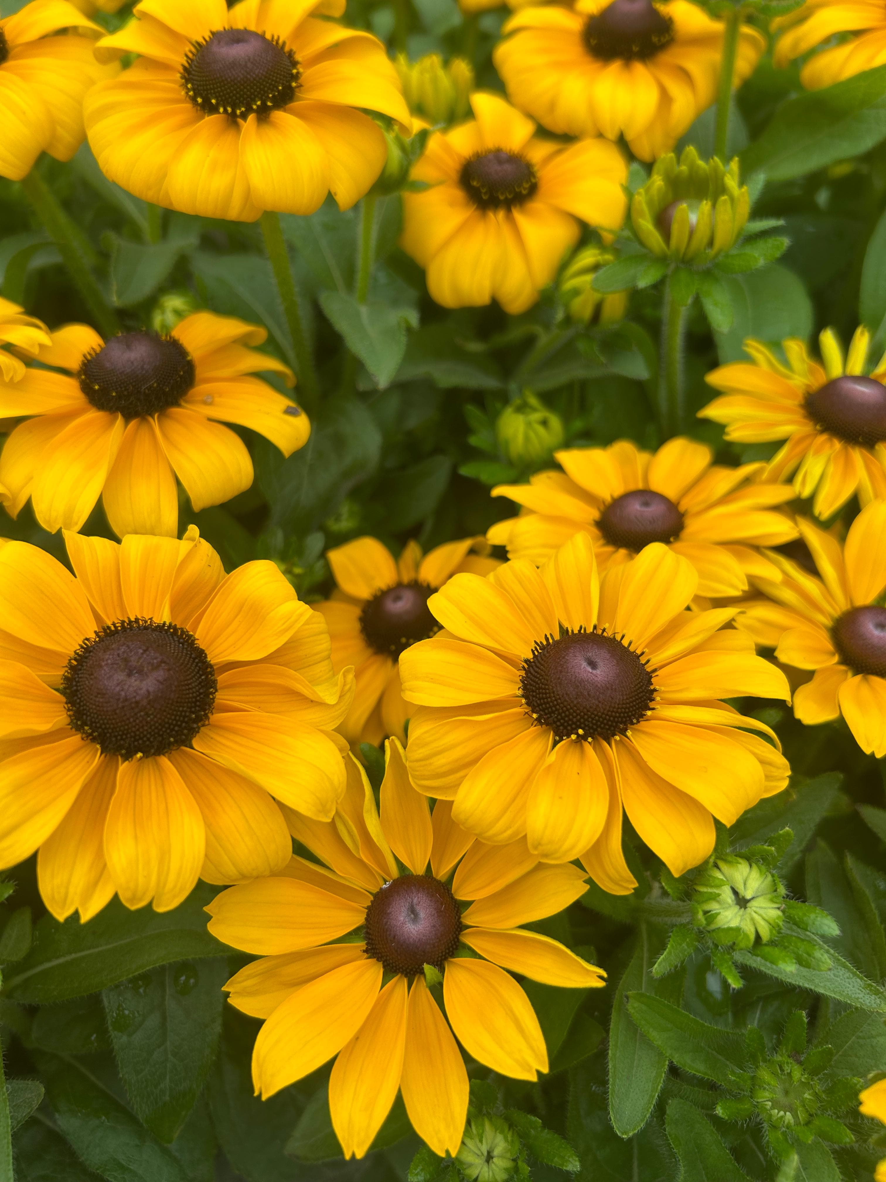 Plants & Flowers