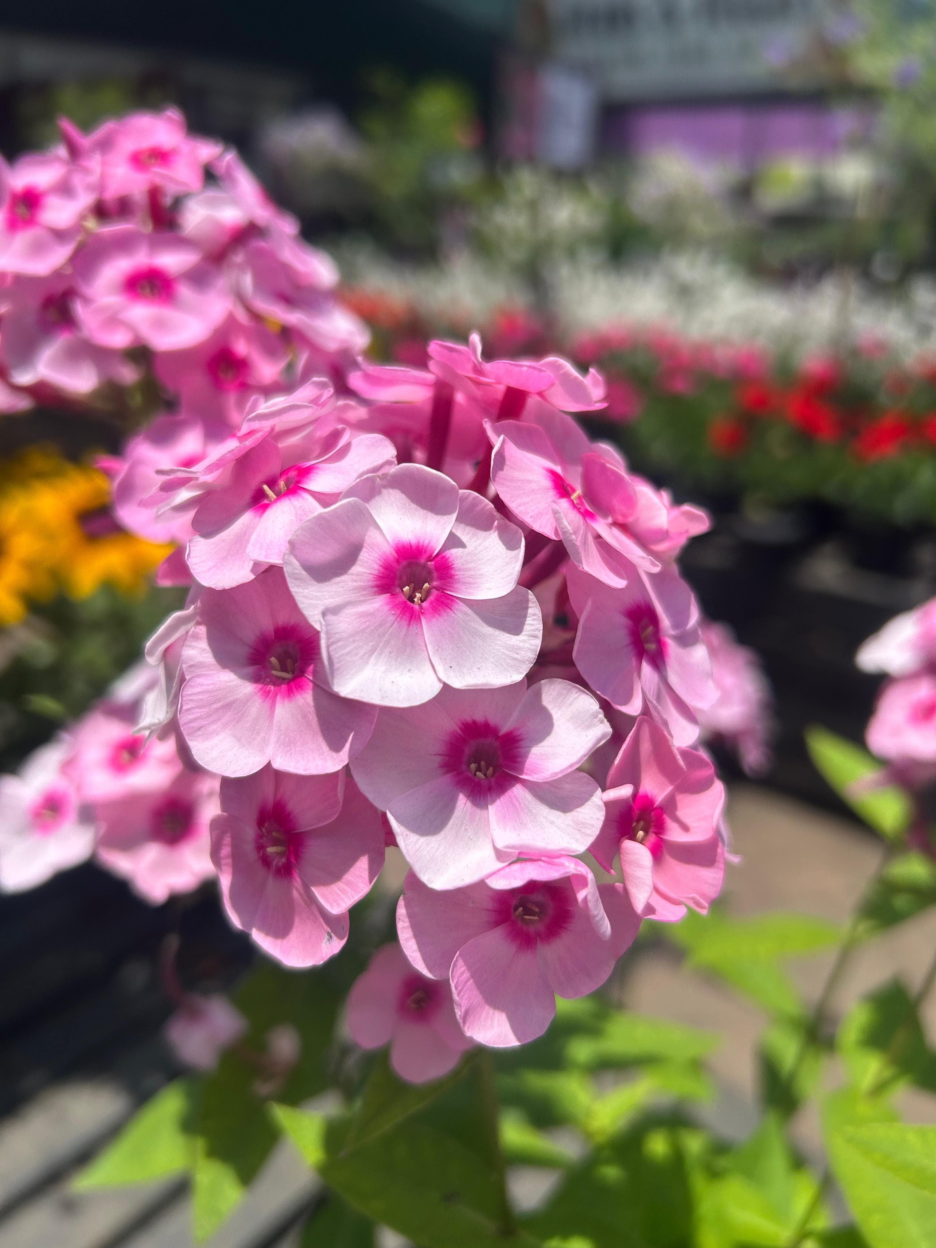 Plants & Flowers