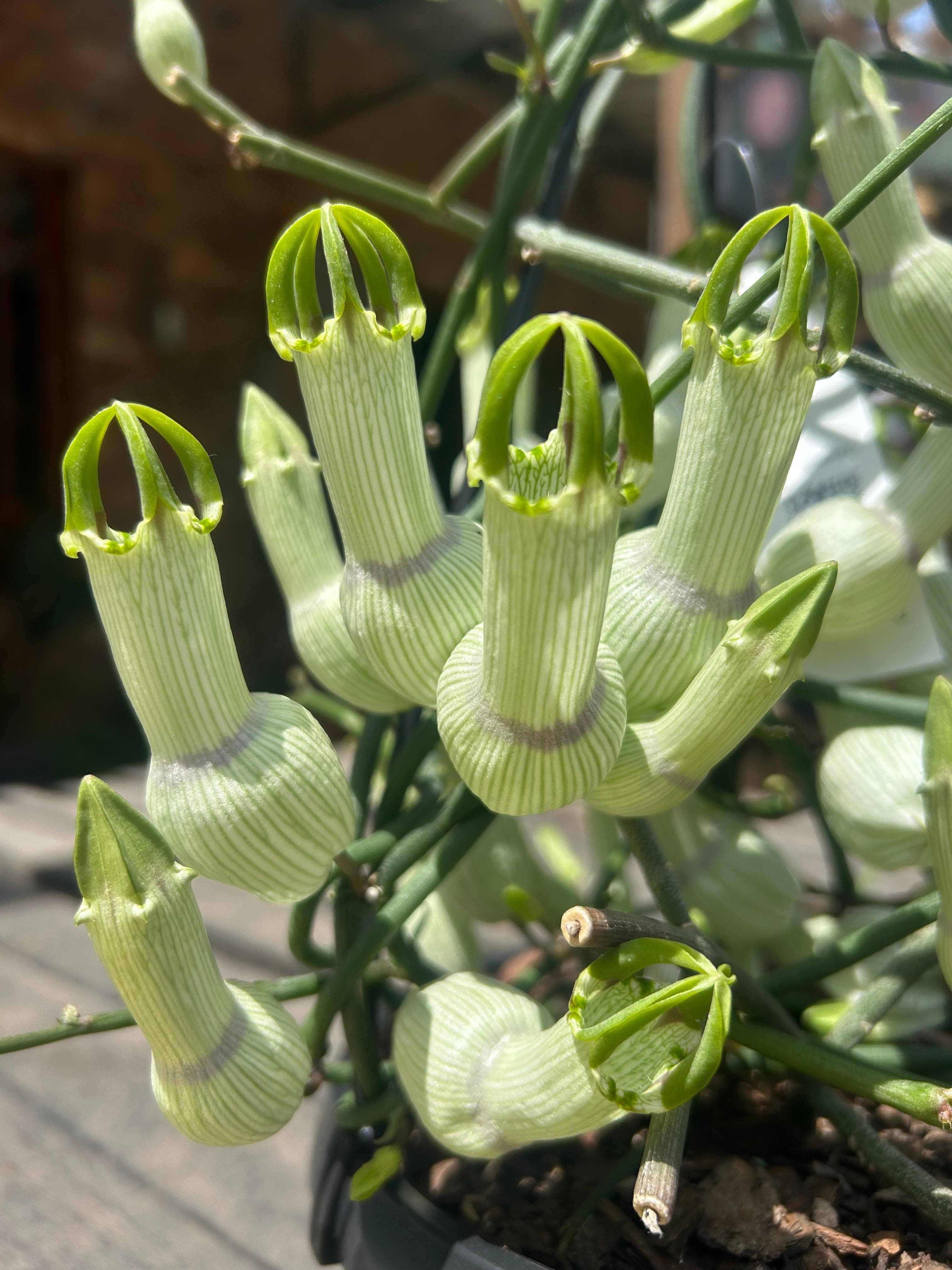 Plants & Flowers