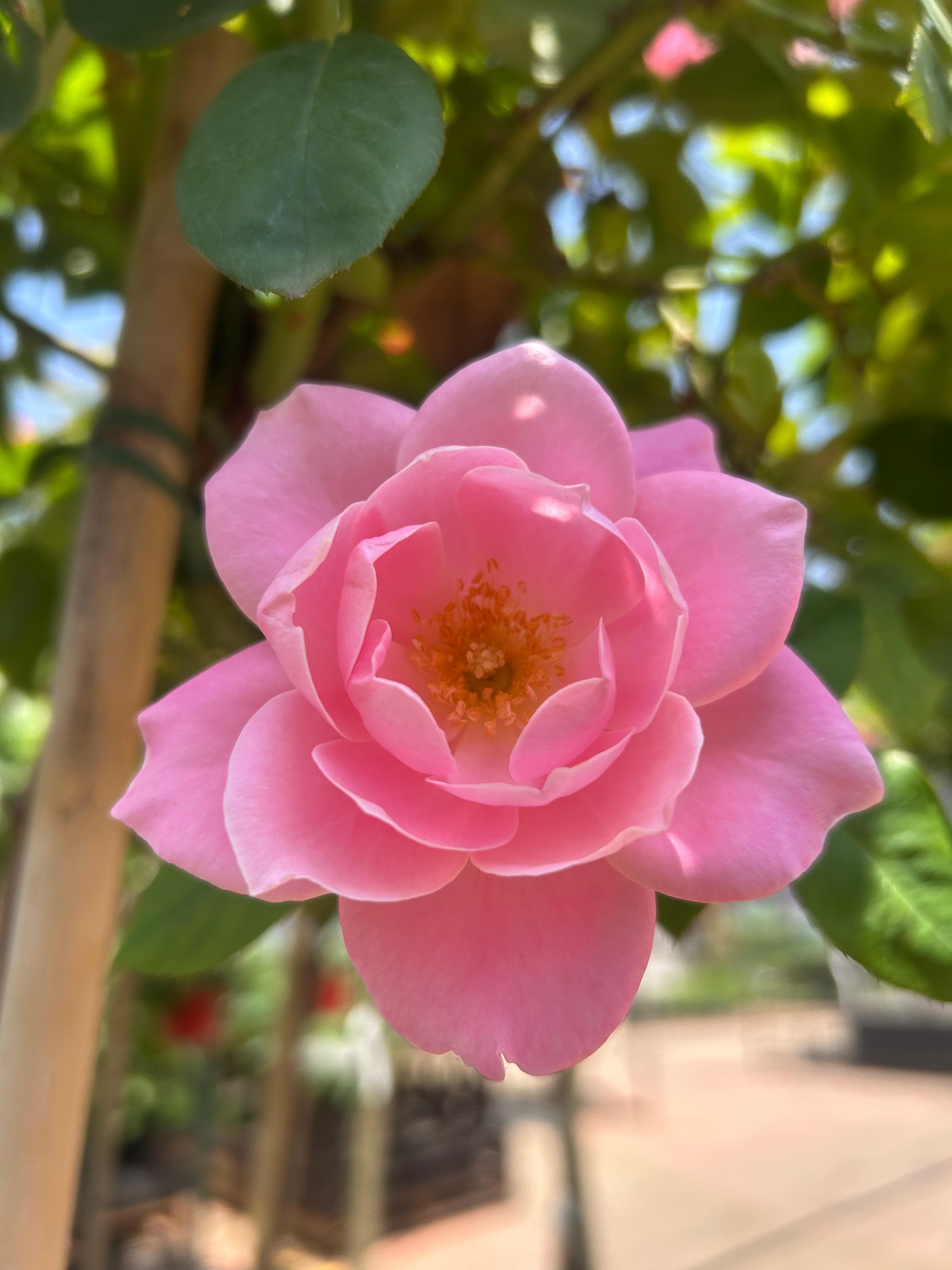 Plants & Flowers