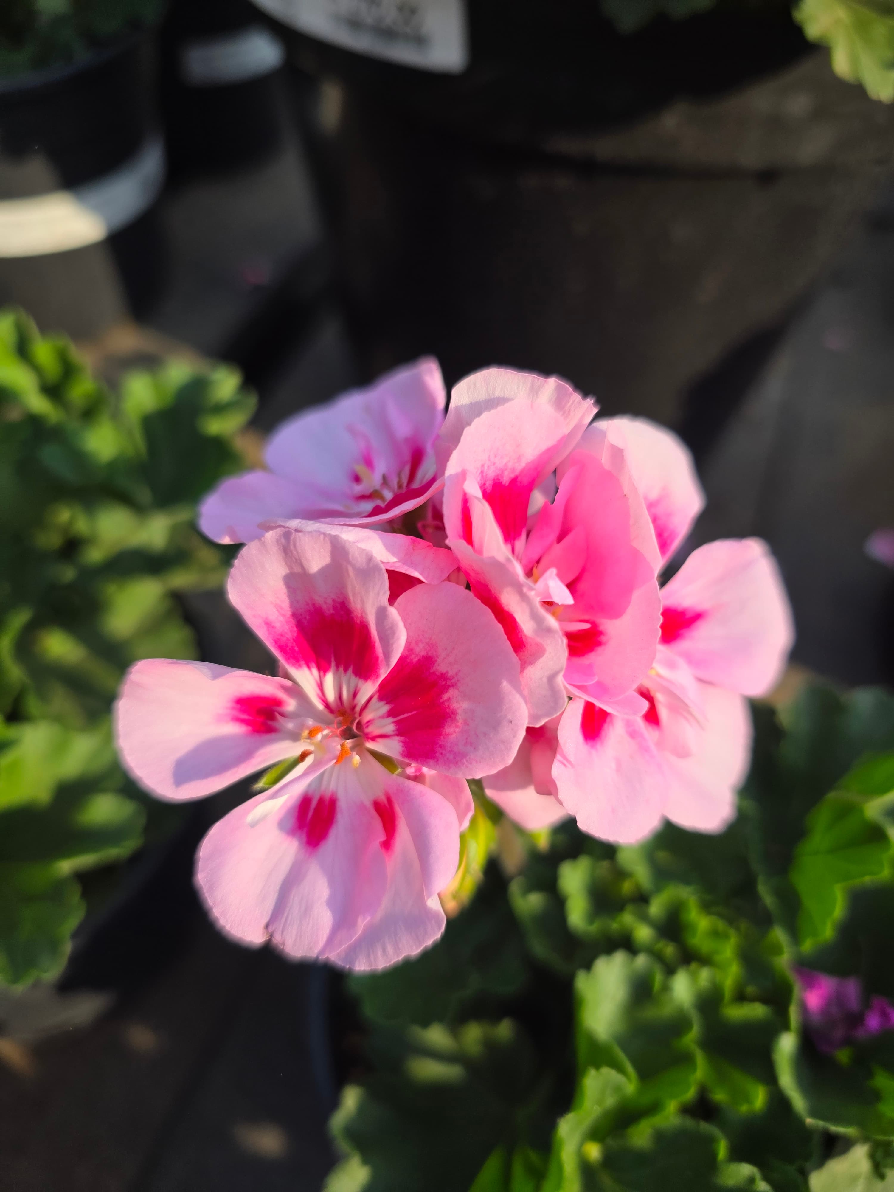 Plants & Flowers