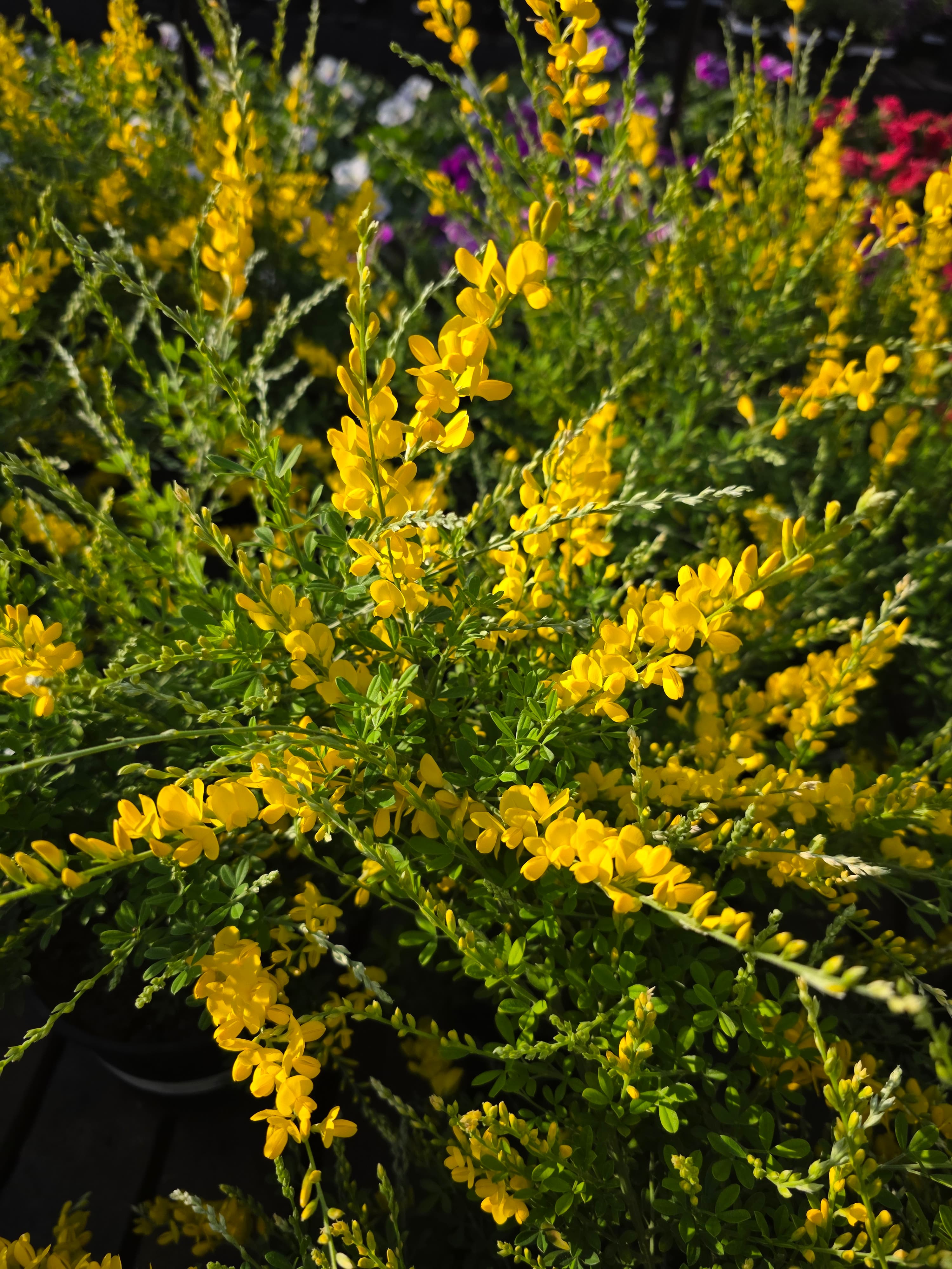 Plants & Flowers