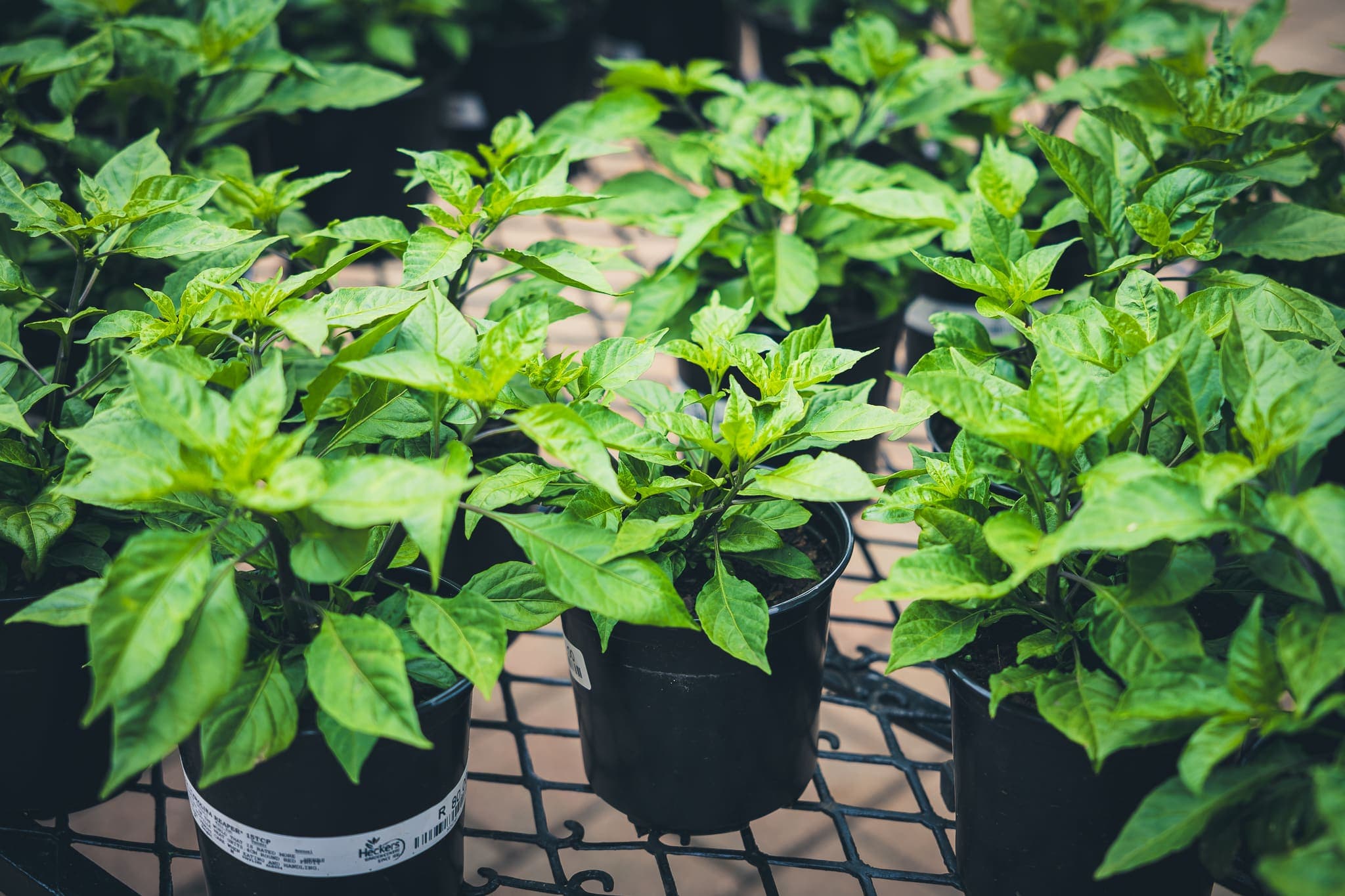 Chilli Festival