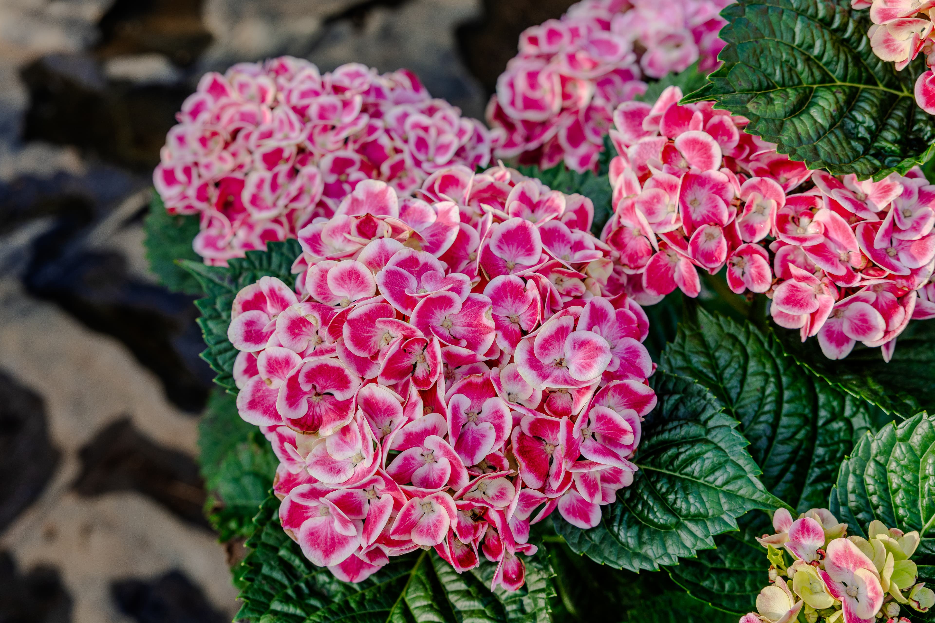 Plants & Flowers