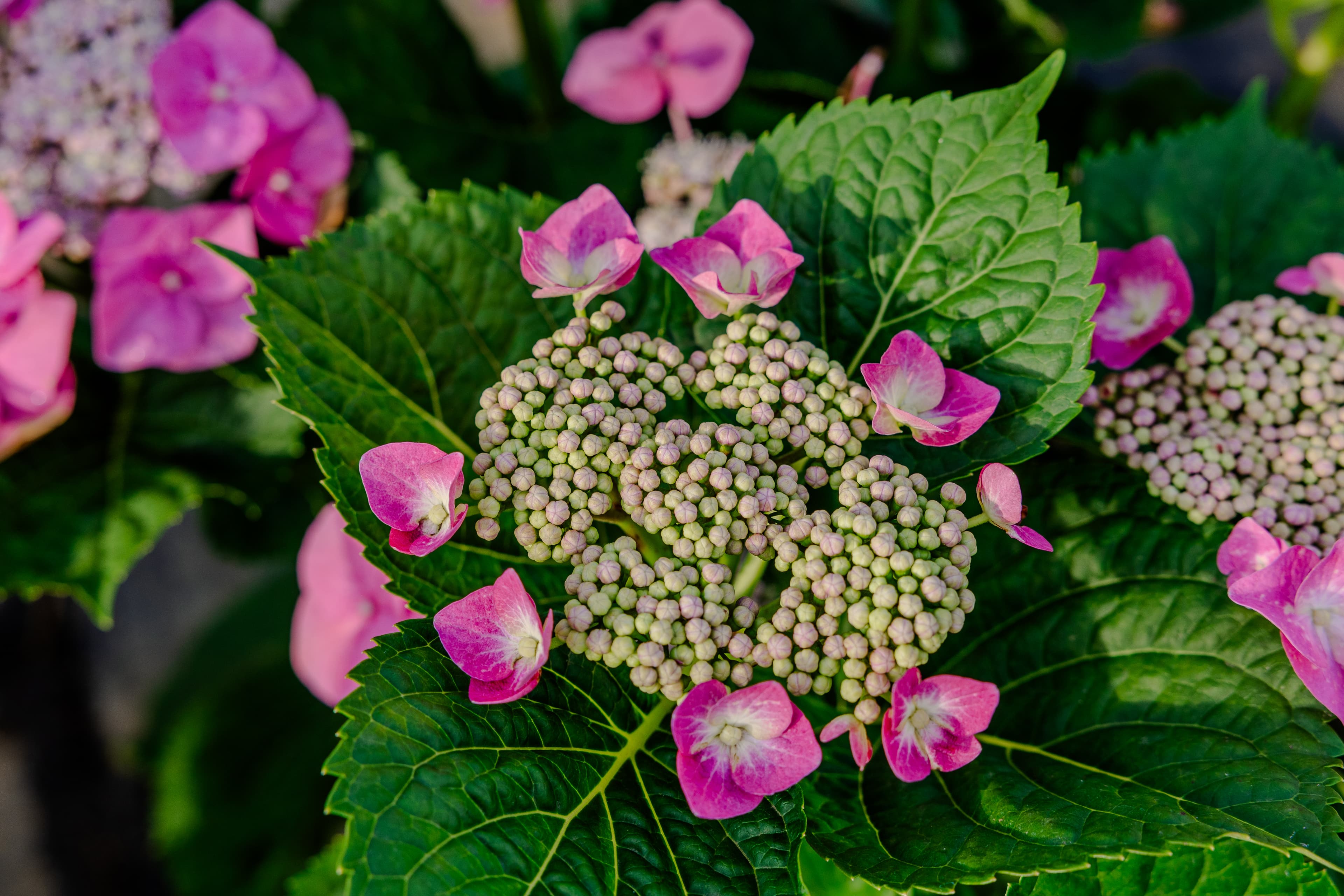 Plants & Flowers