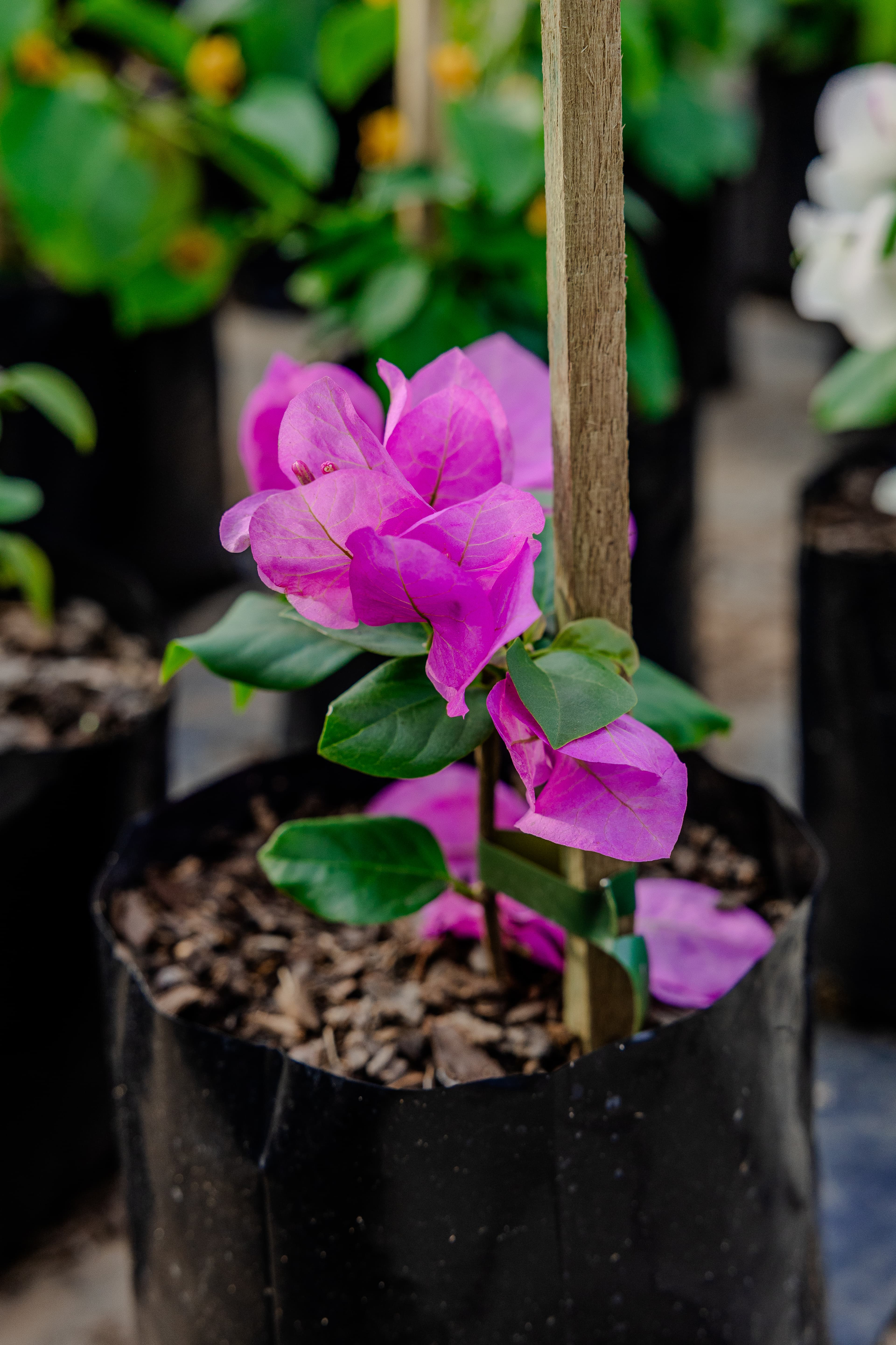 Plants & Flowers