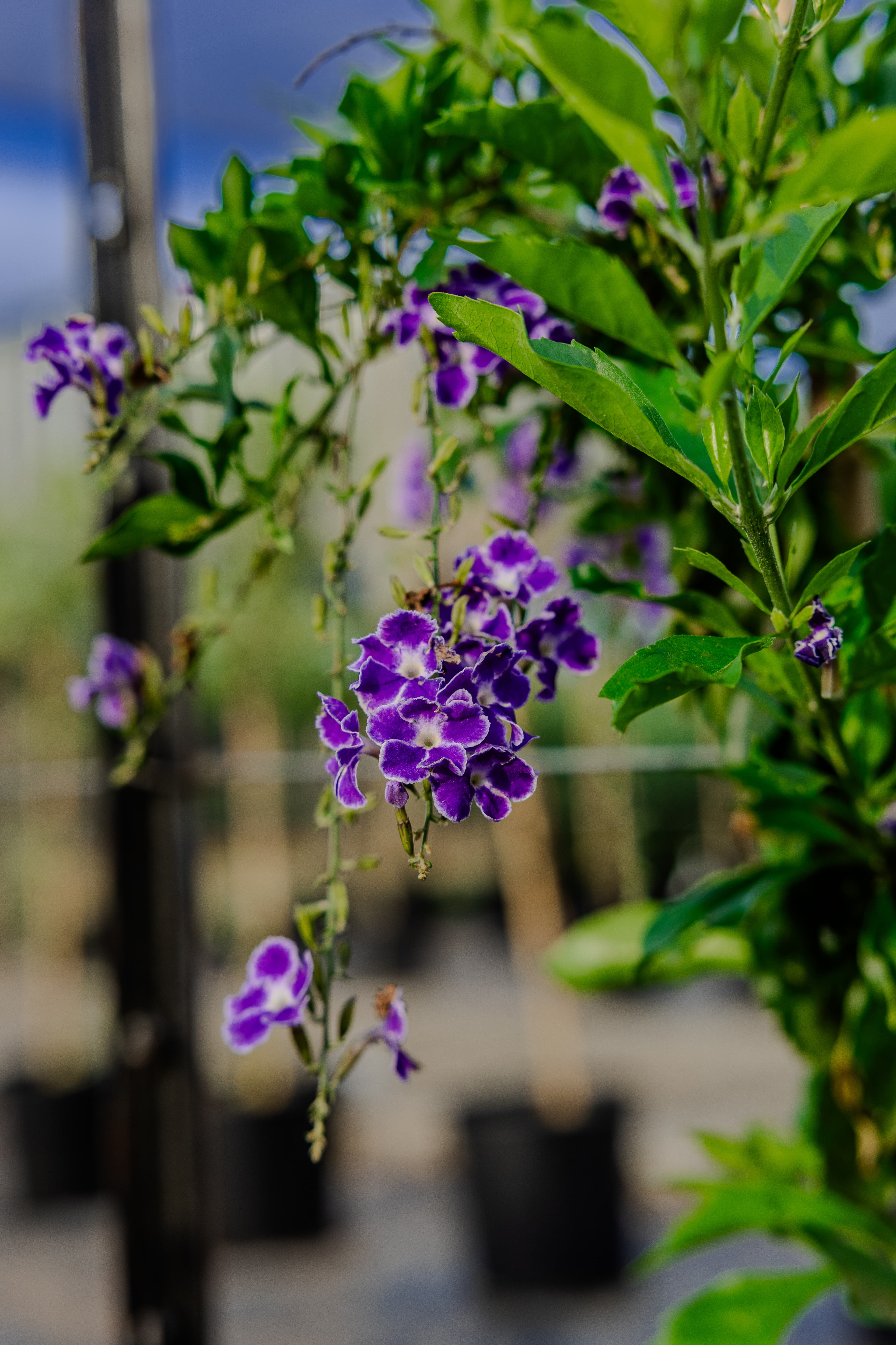 Plants & Flowers