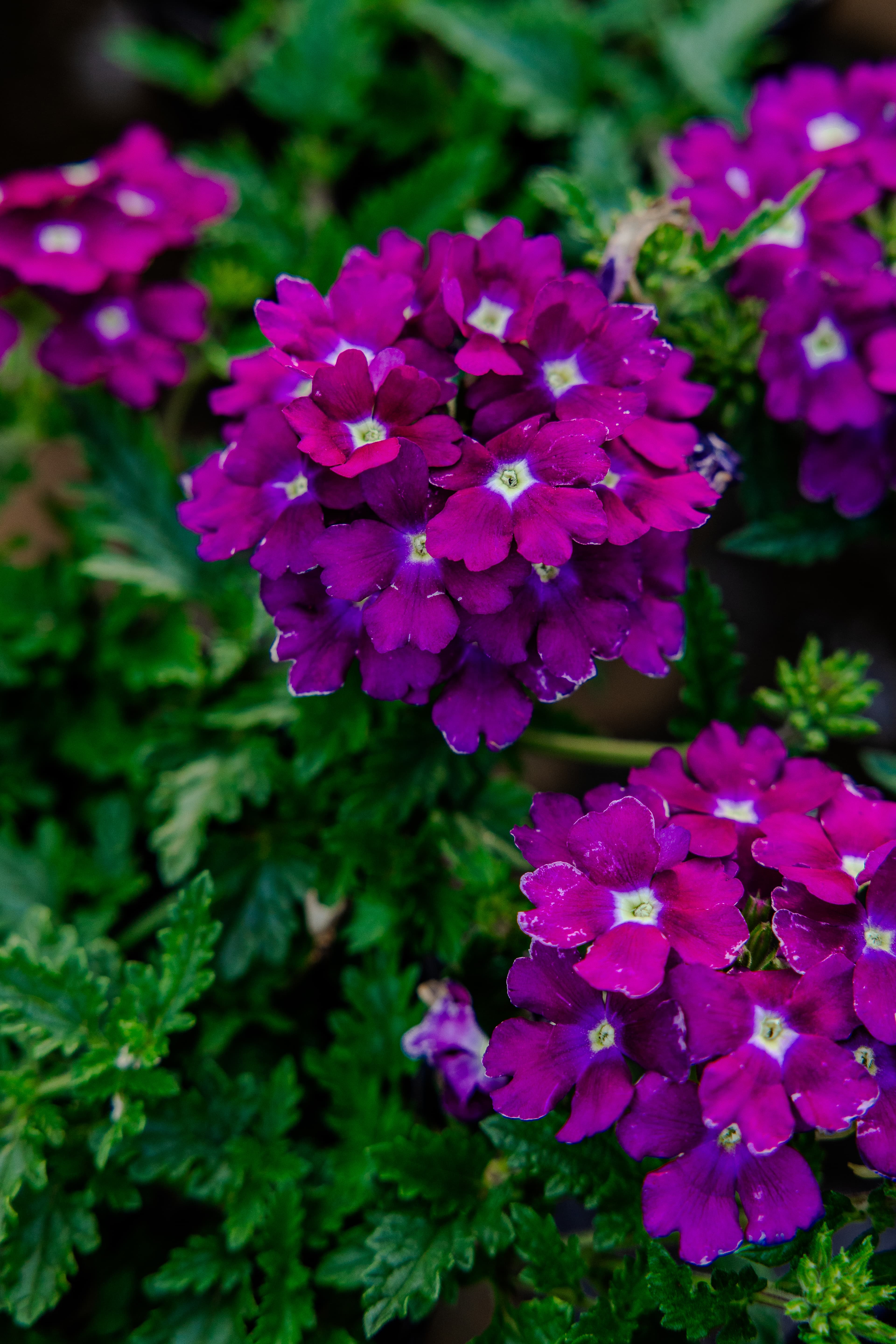 Plants & Flowers