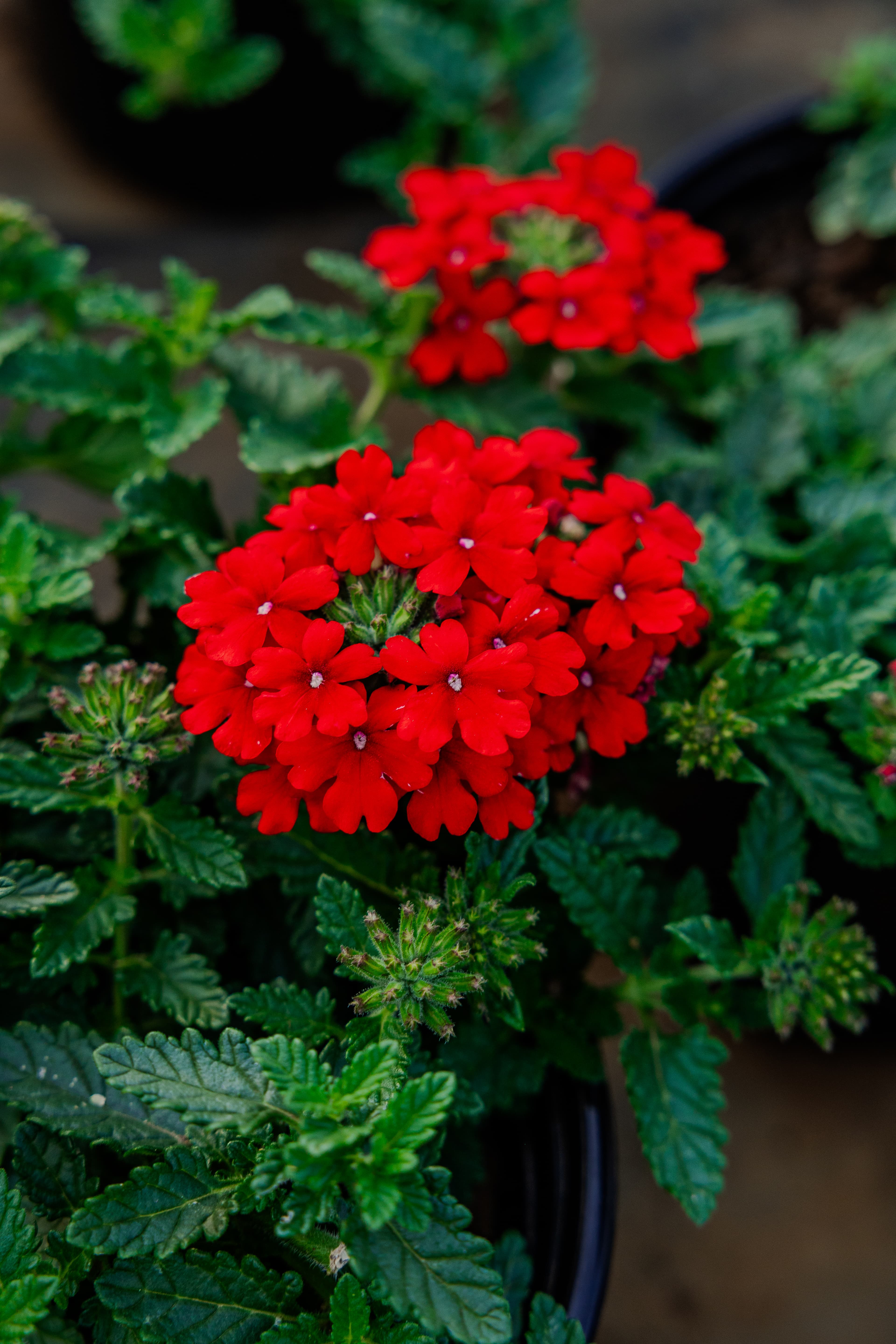 Plants & Flowers
