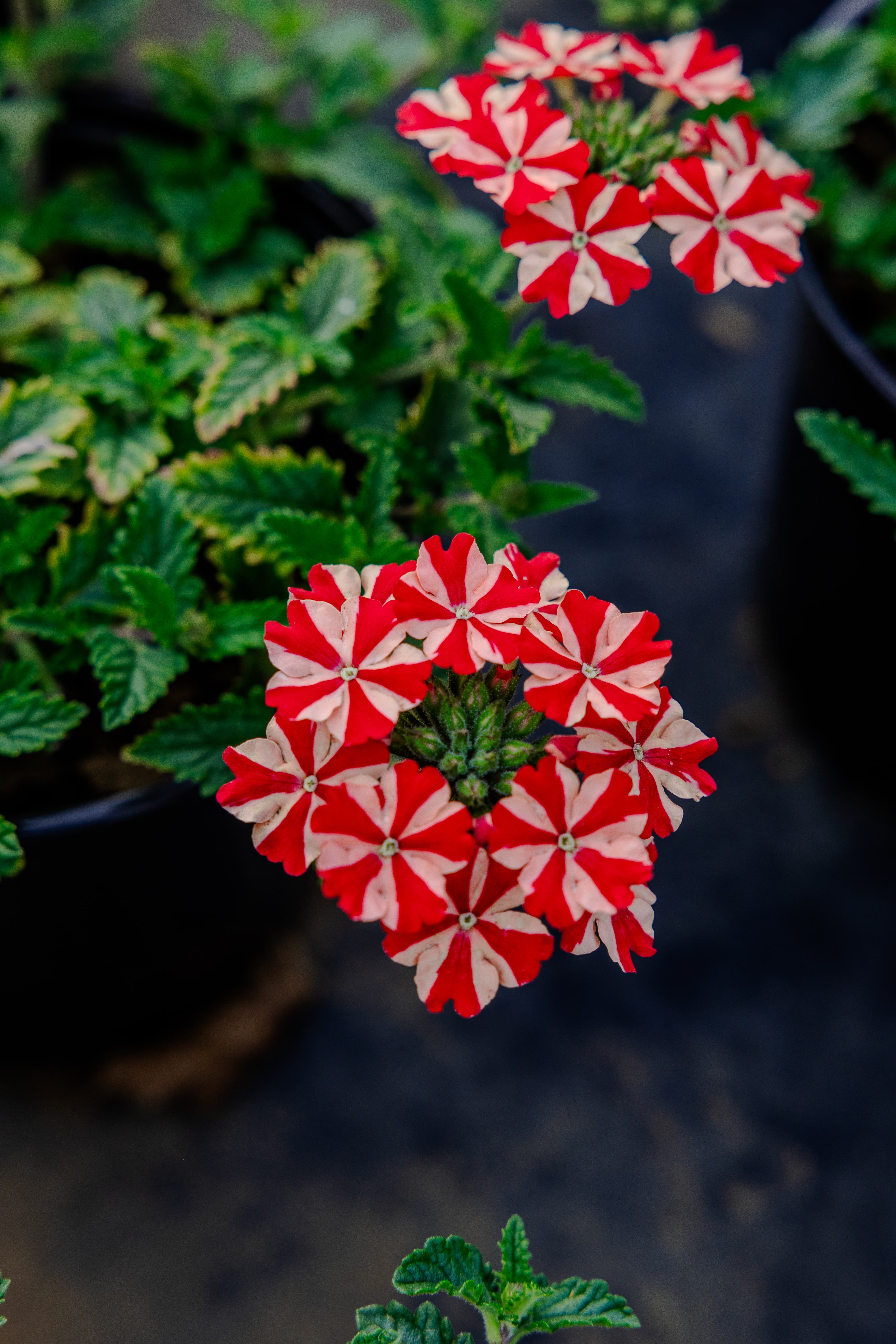 Plants & Flowers
