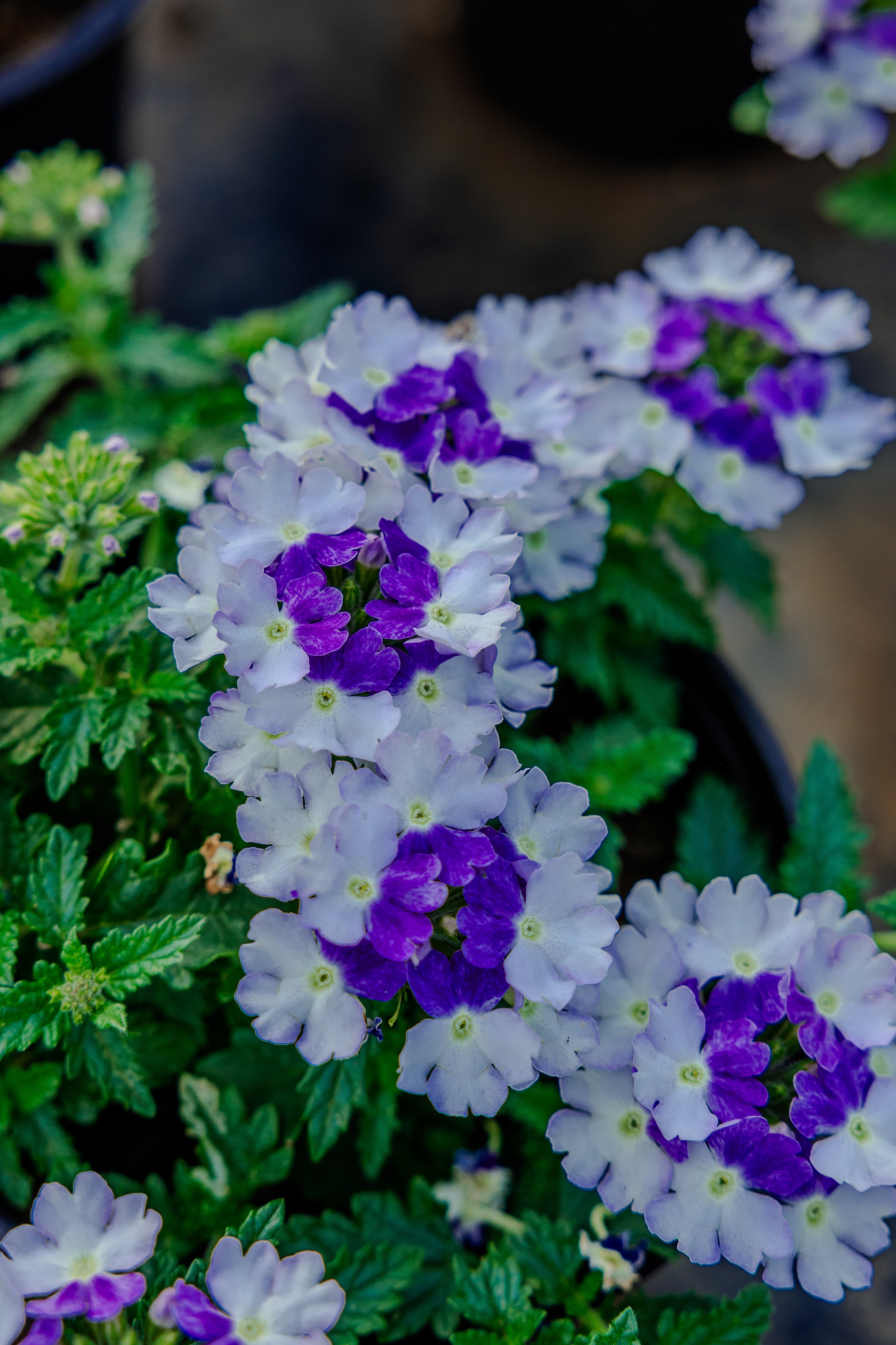 Plants & Flowers