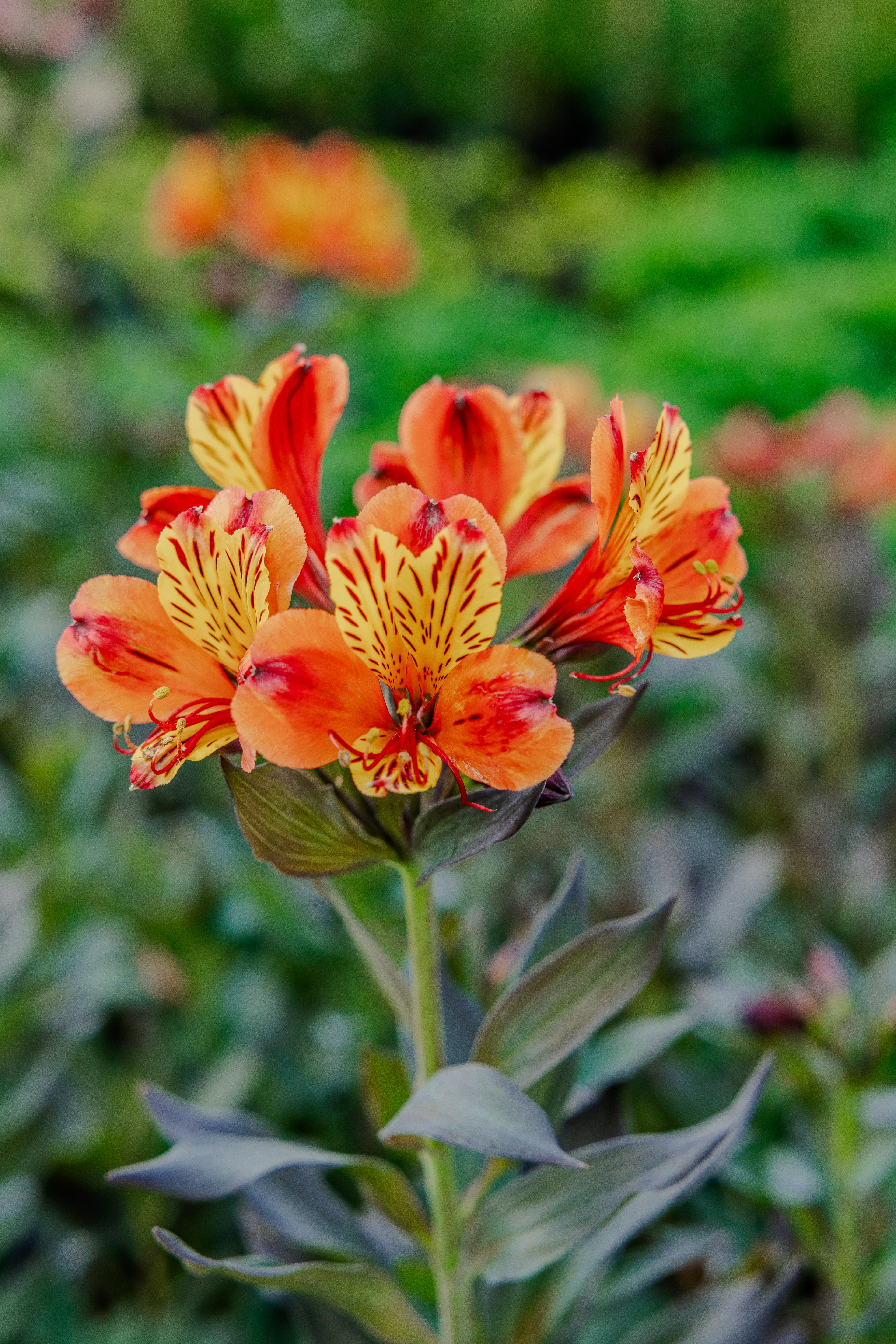 Plants & Flowers