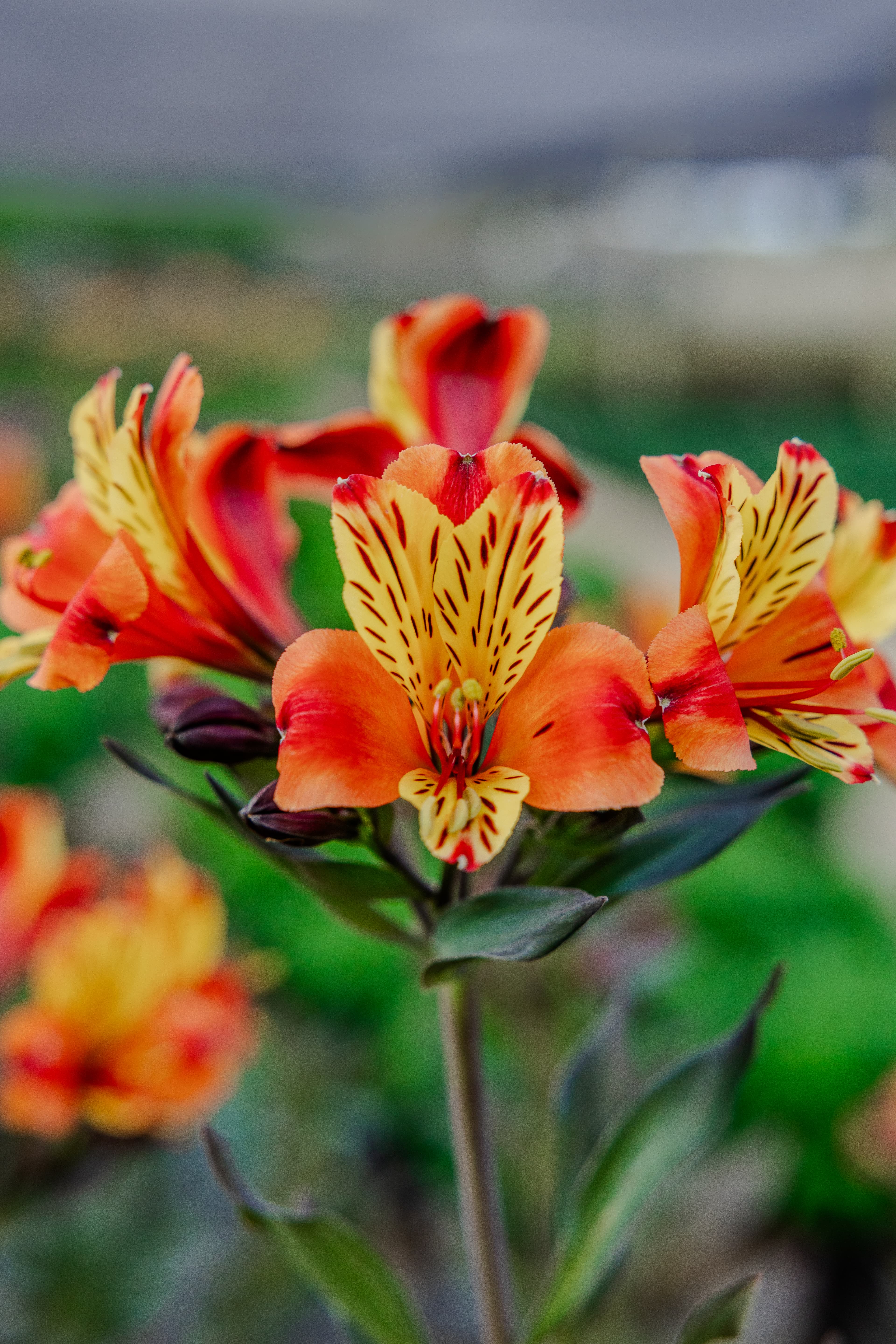 Plants & Flowers