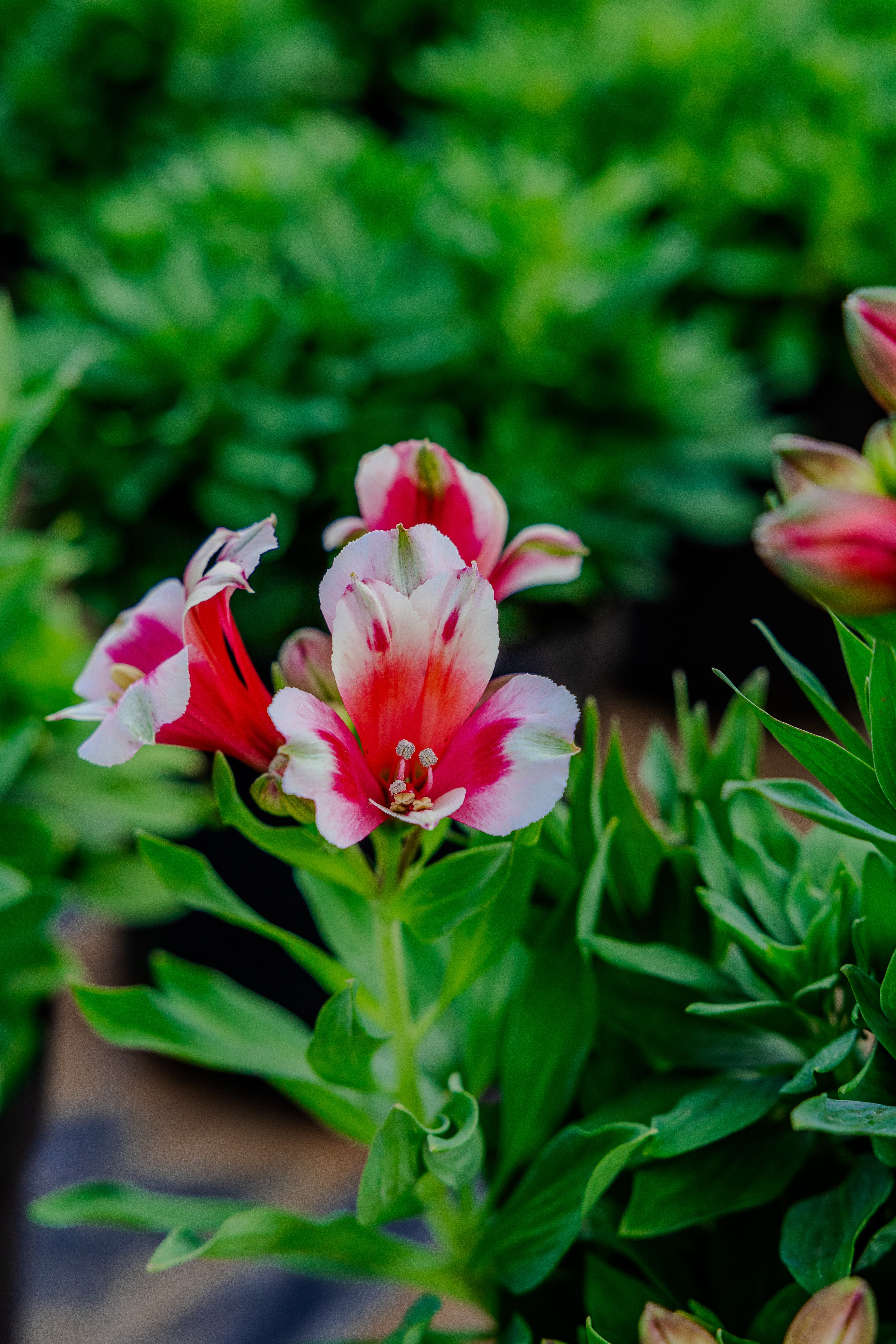 Plants & Flowers