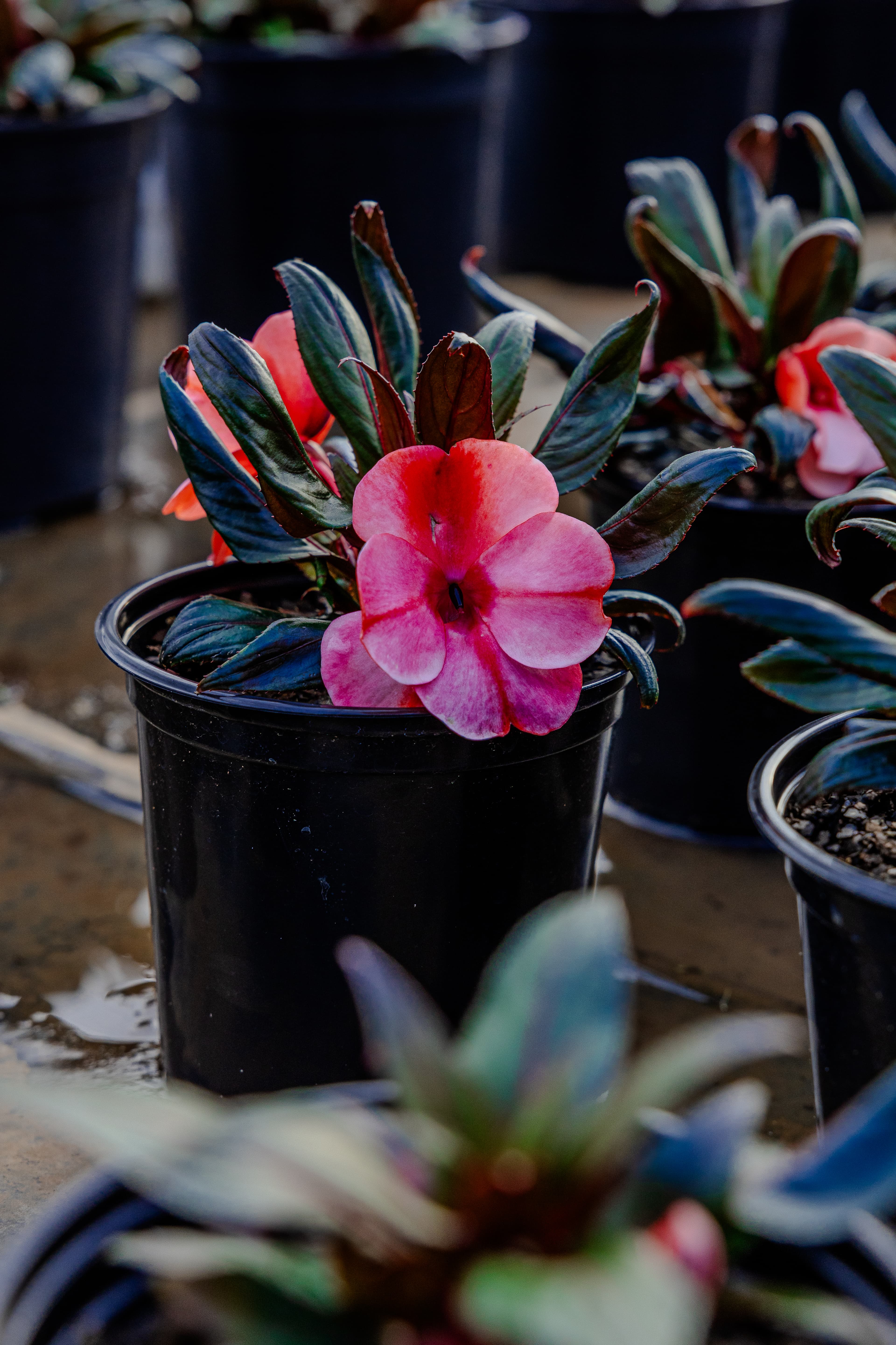Plants & Flowers