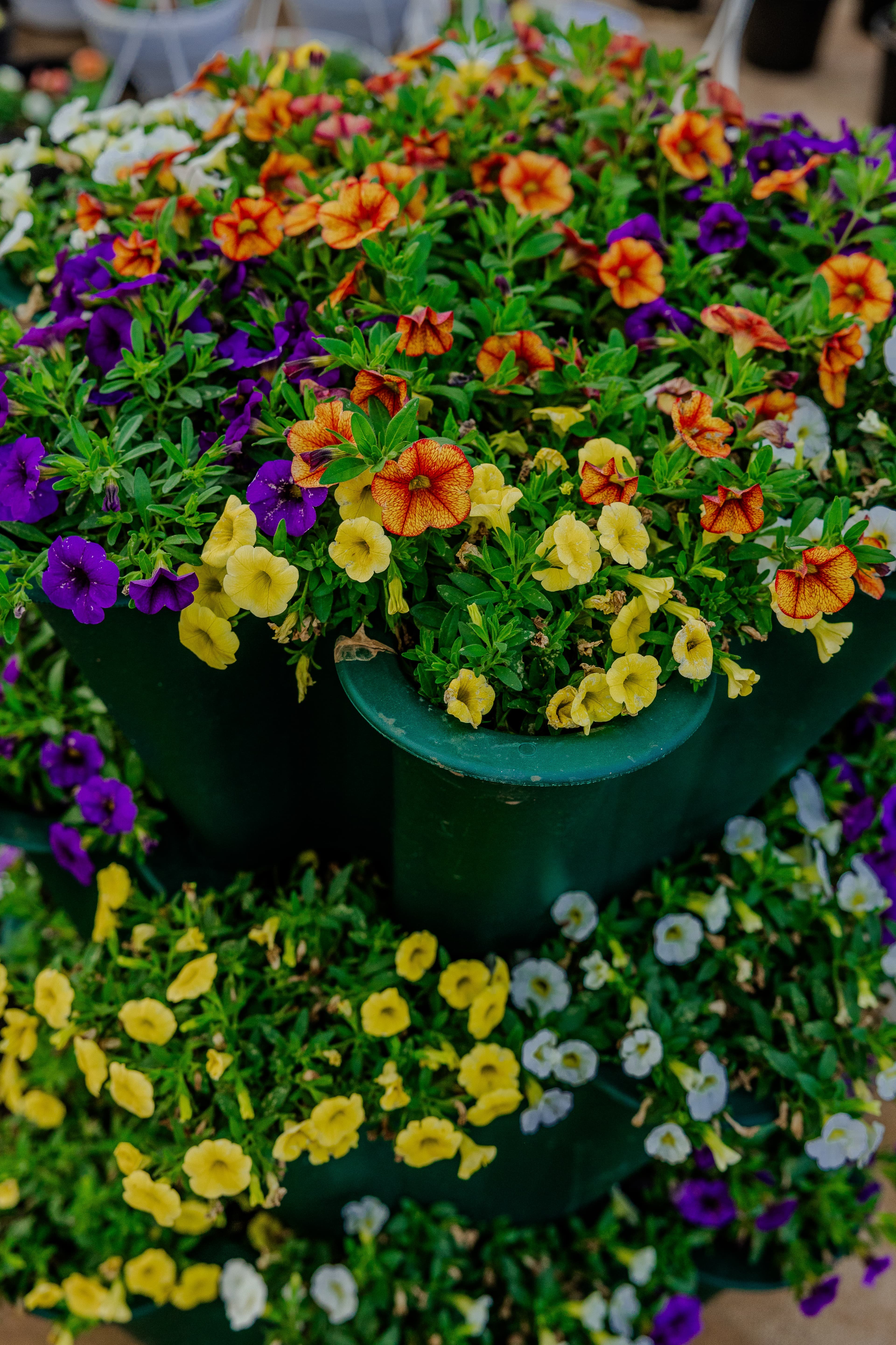 Plants & Flowers