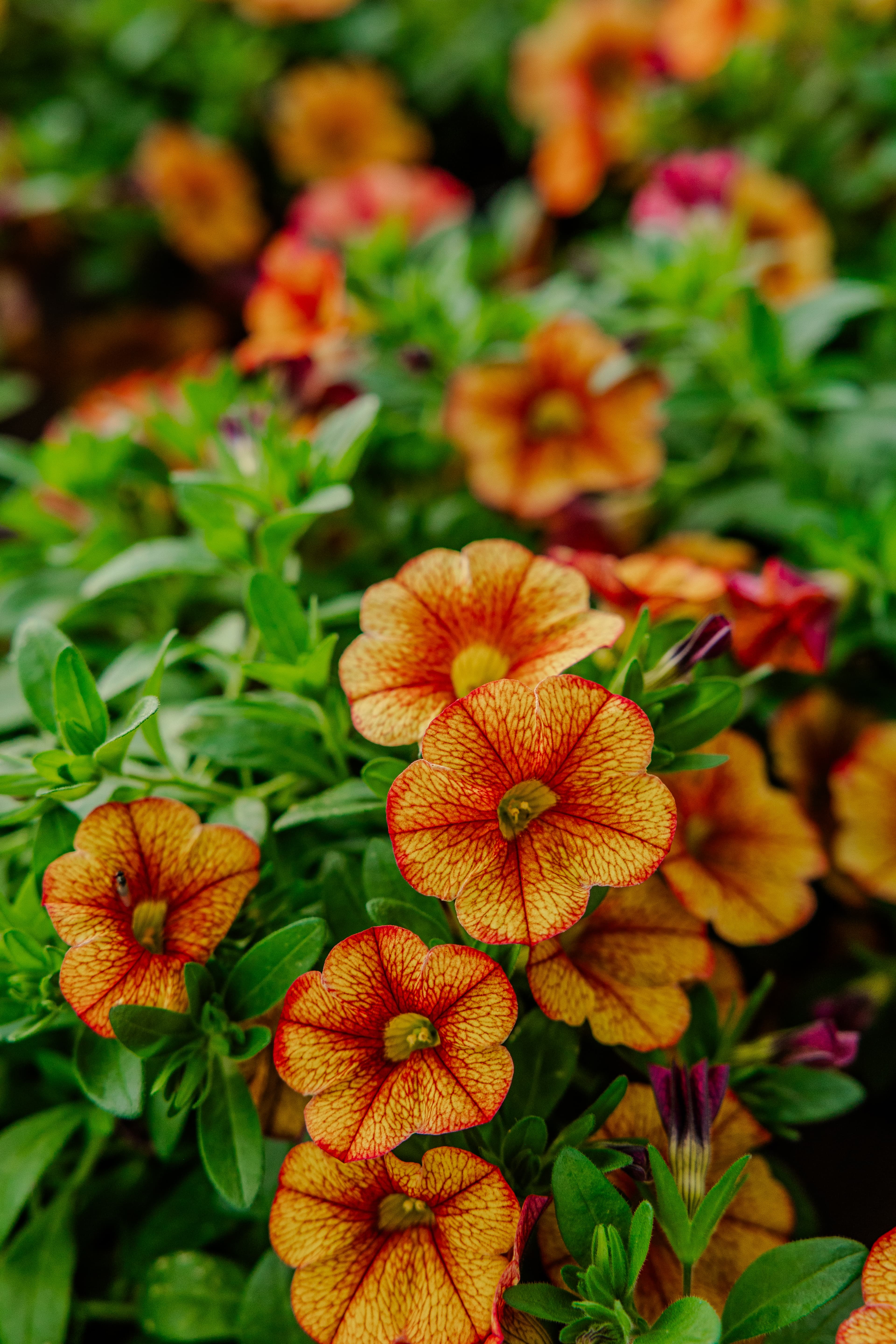 Plants & Flowers