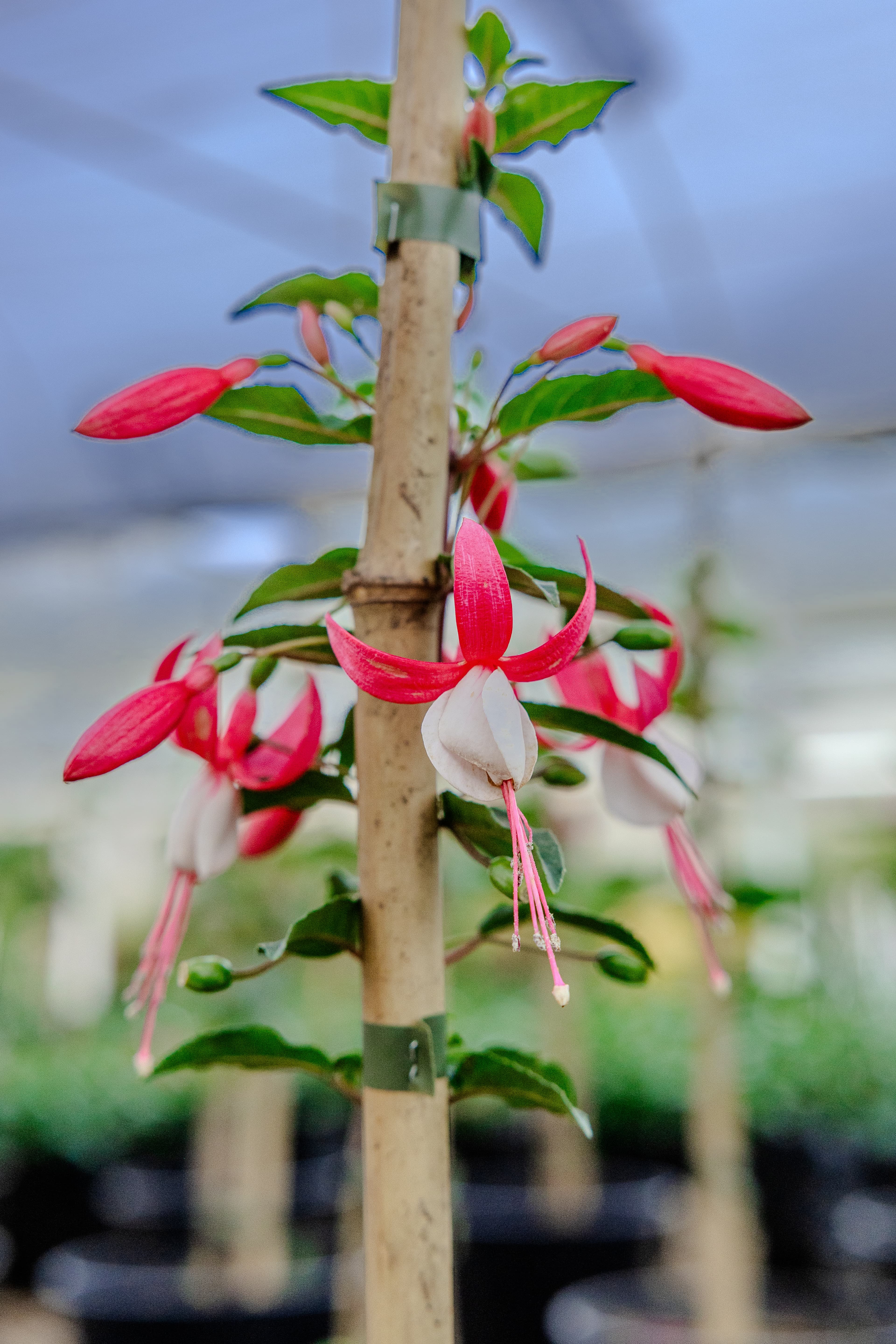 Plants & Flowers
