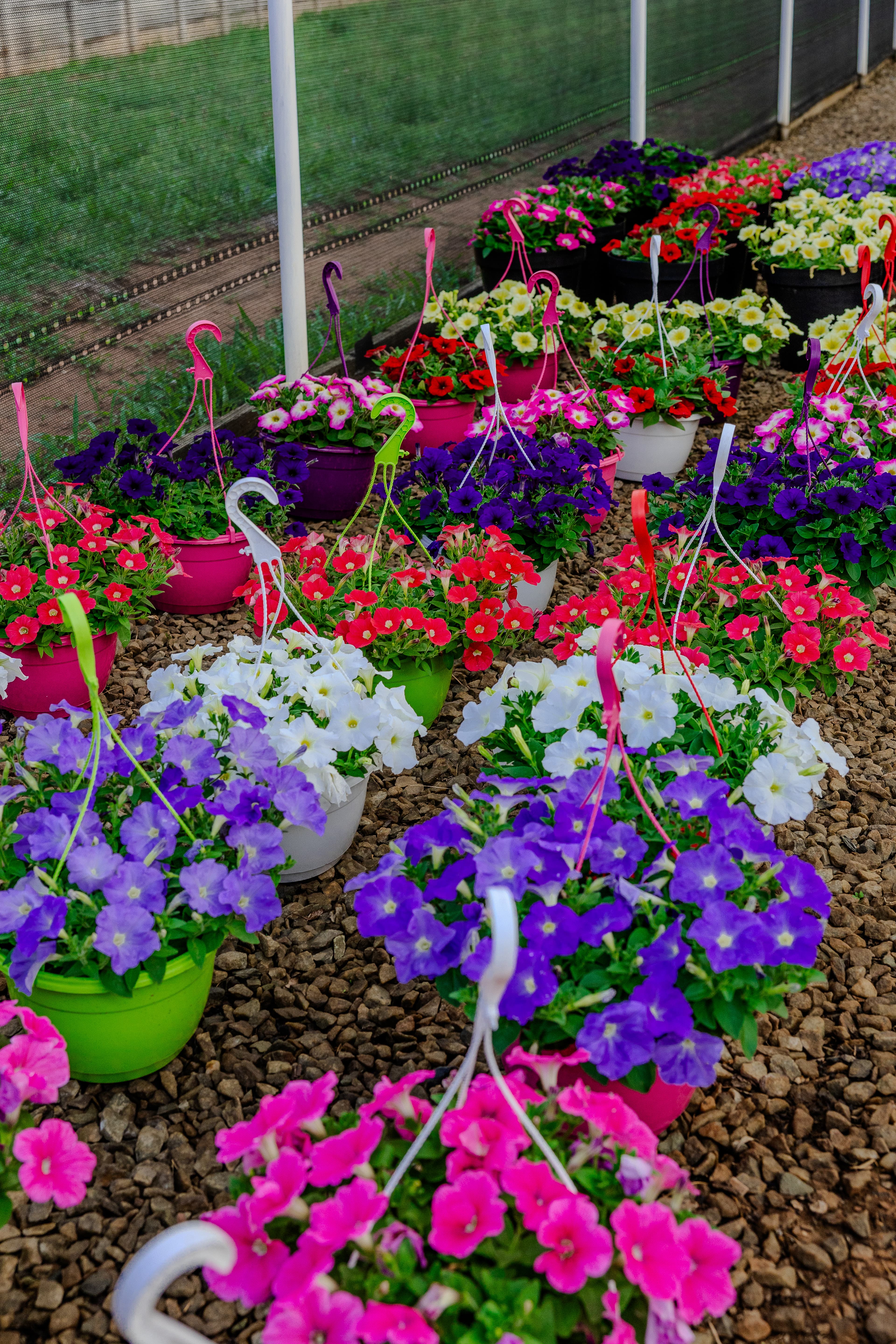 Plants & Flowers