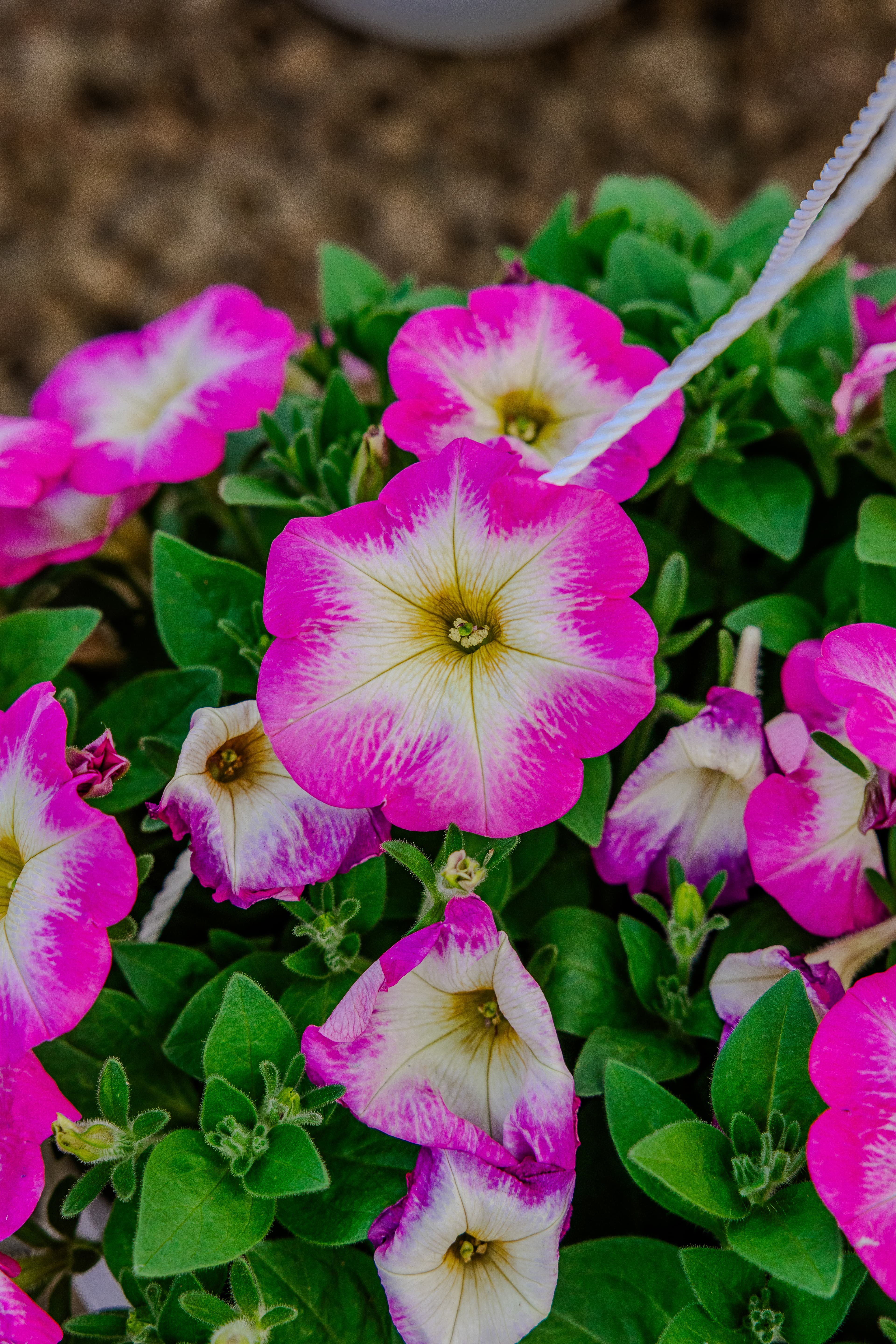 Plants & Flowers