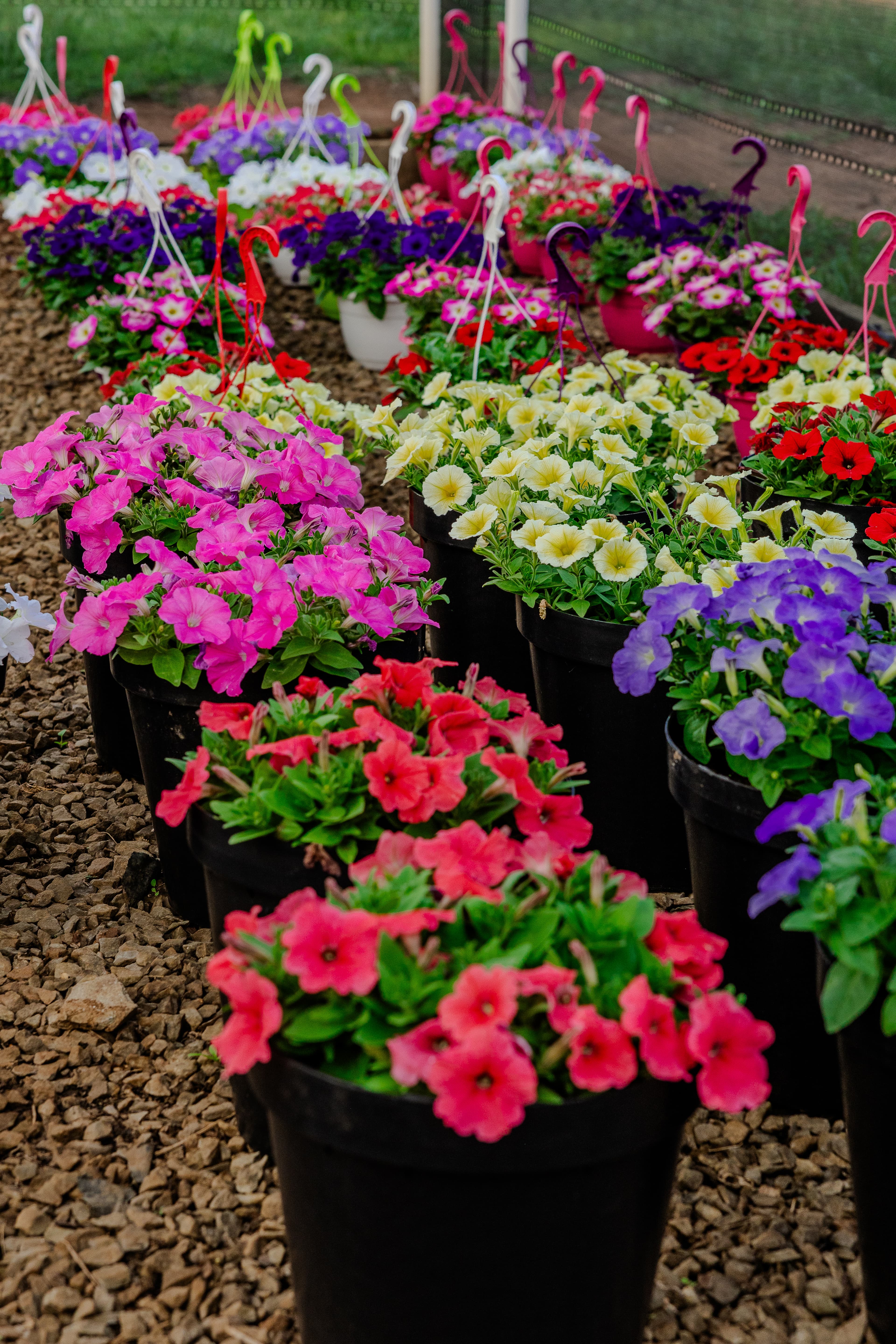 Plants & Flowers