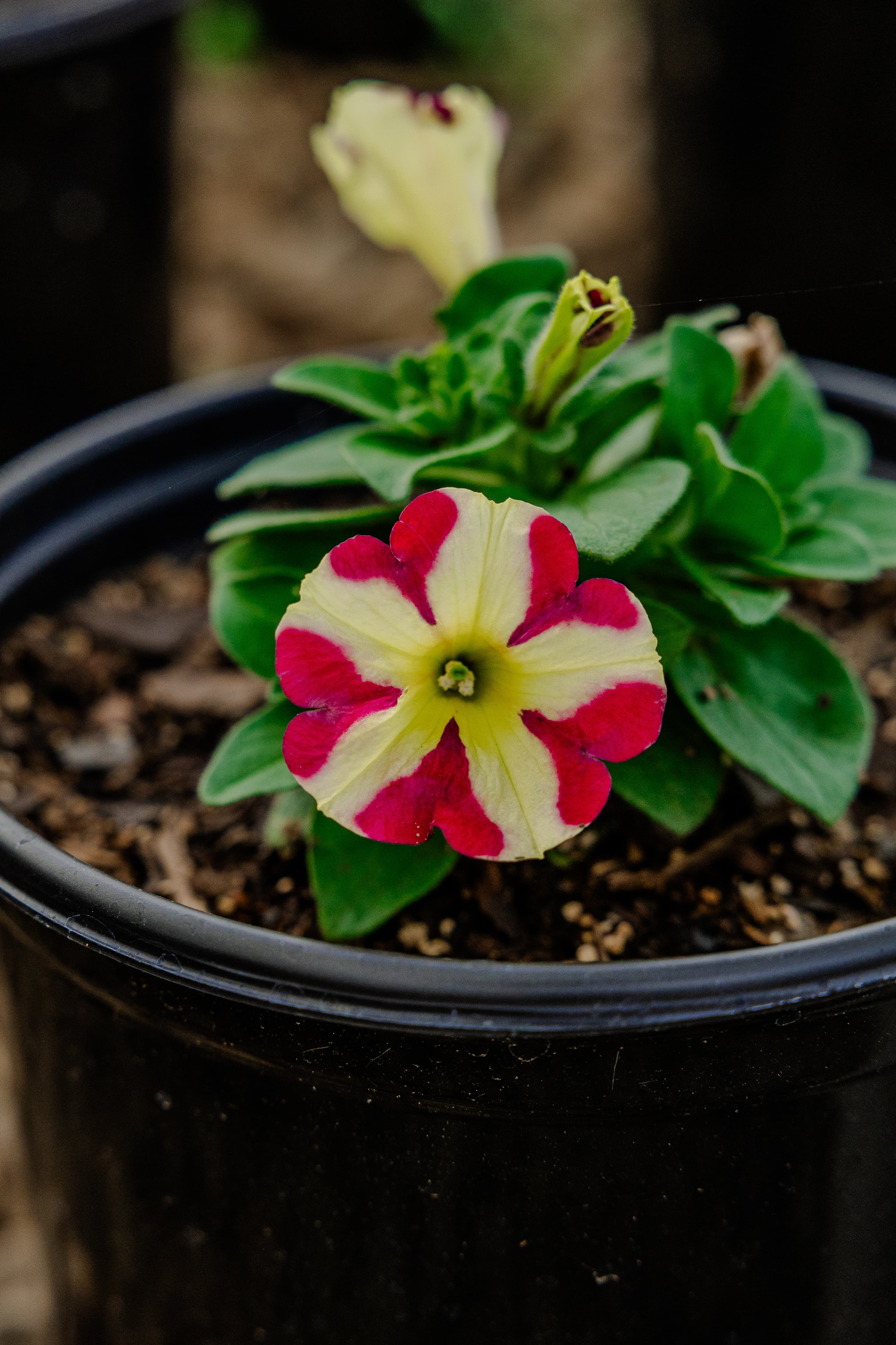 Plants & Flowers