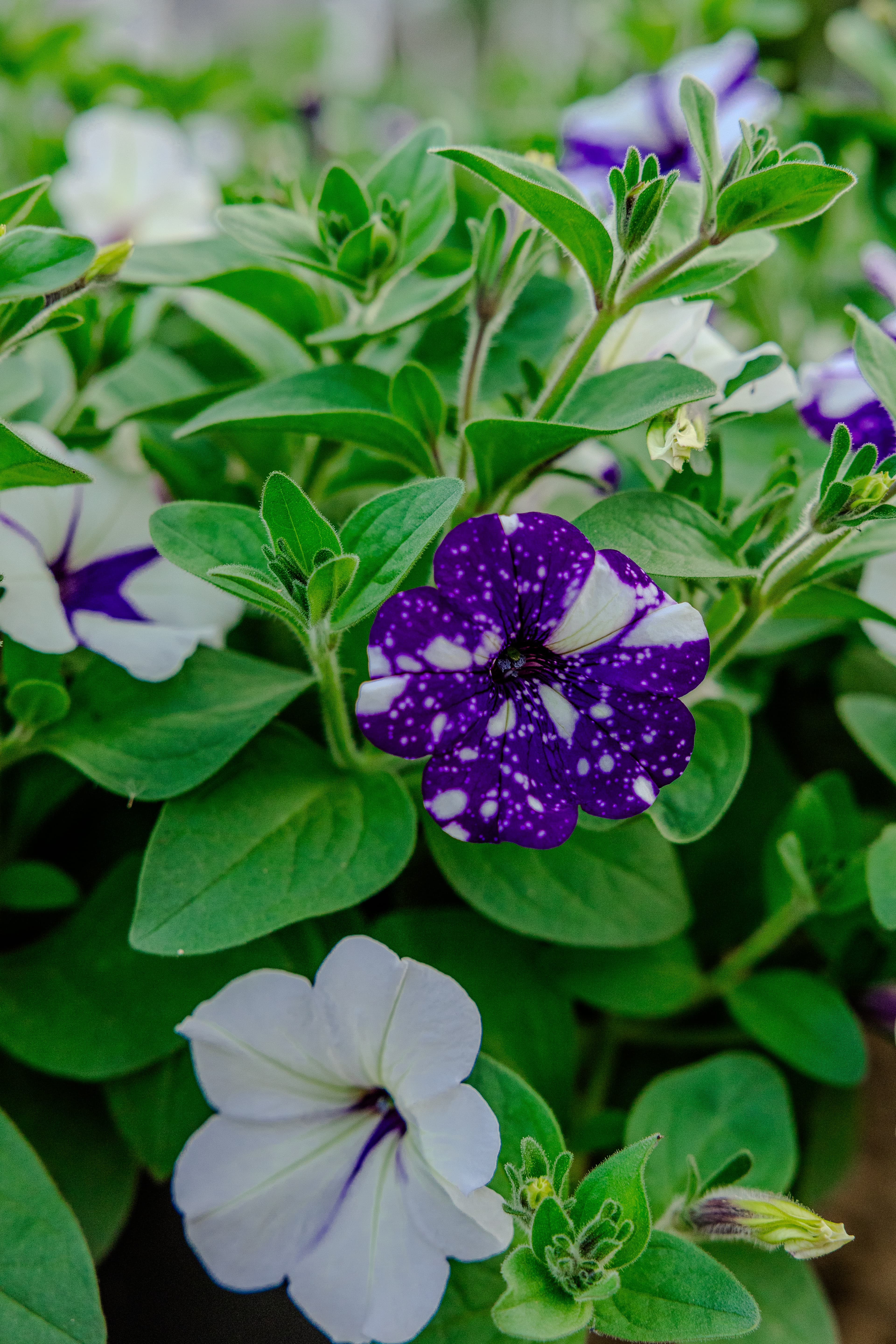 Plants & Flowers