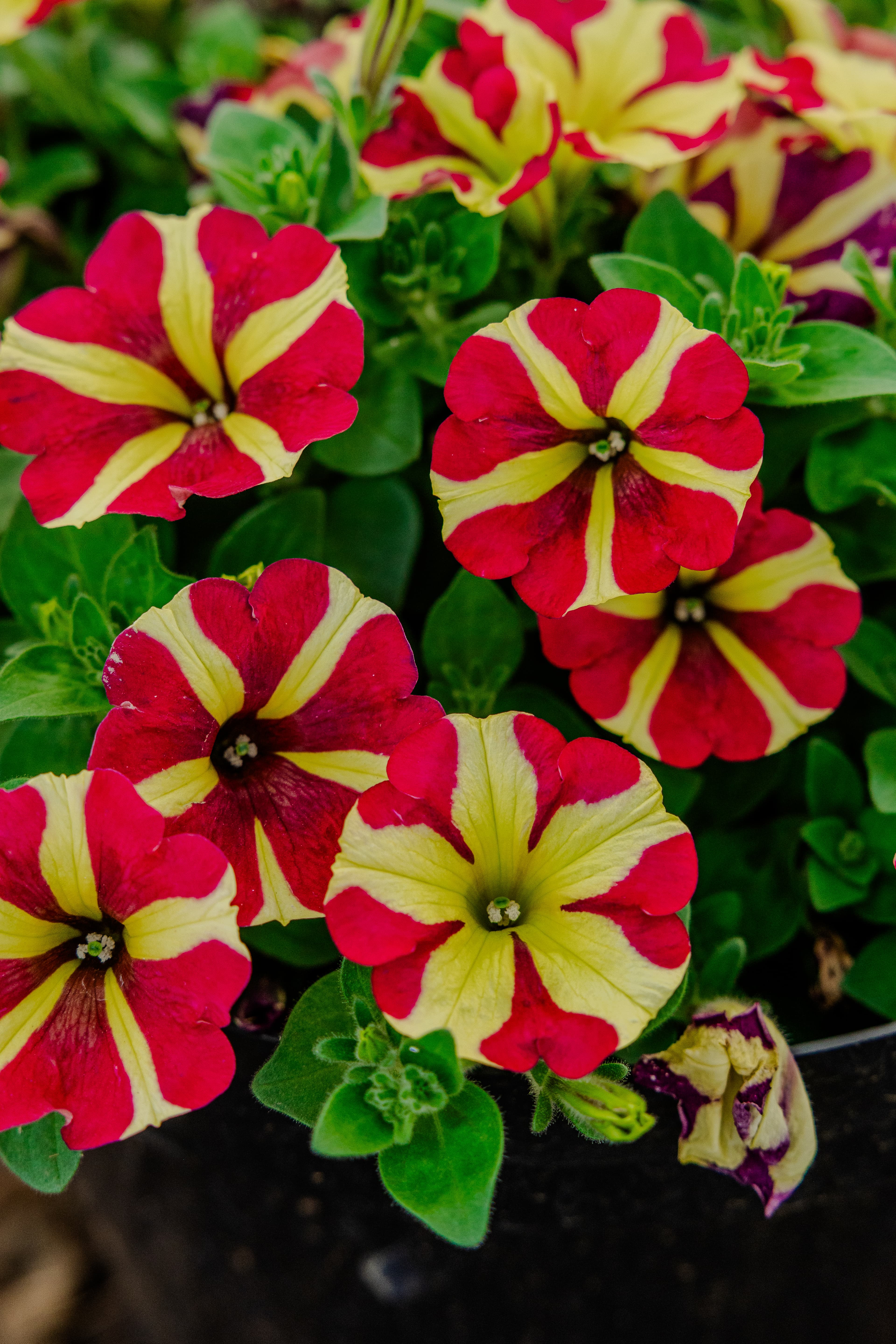 Plants & Flowers