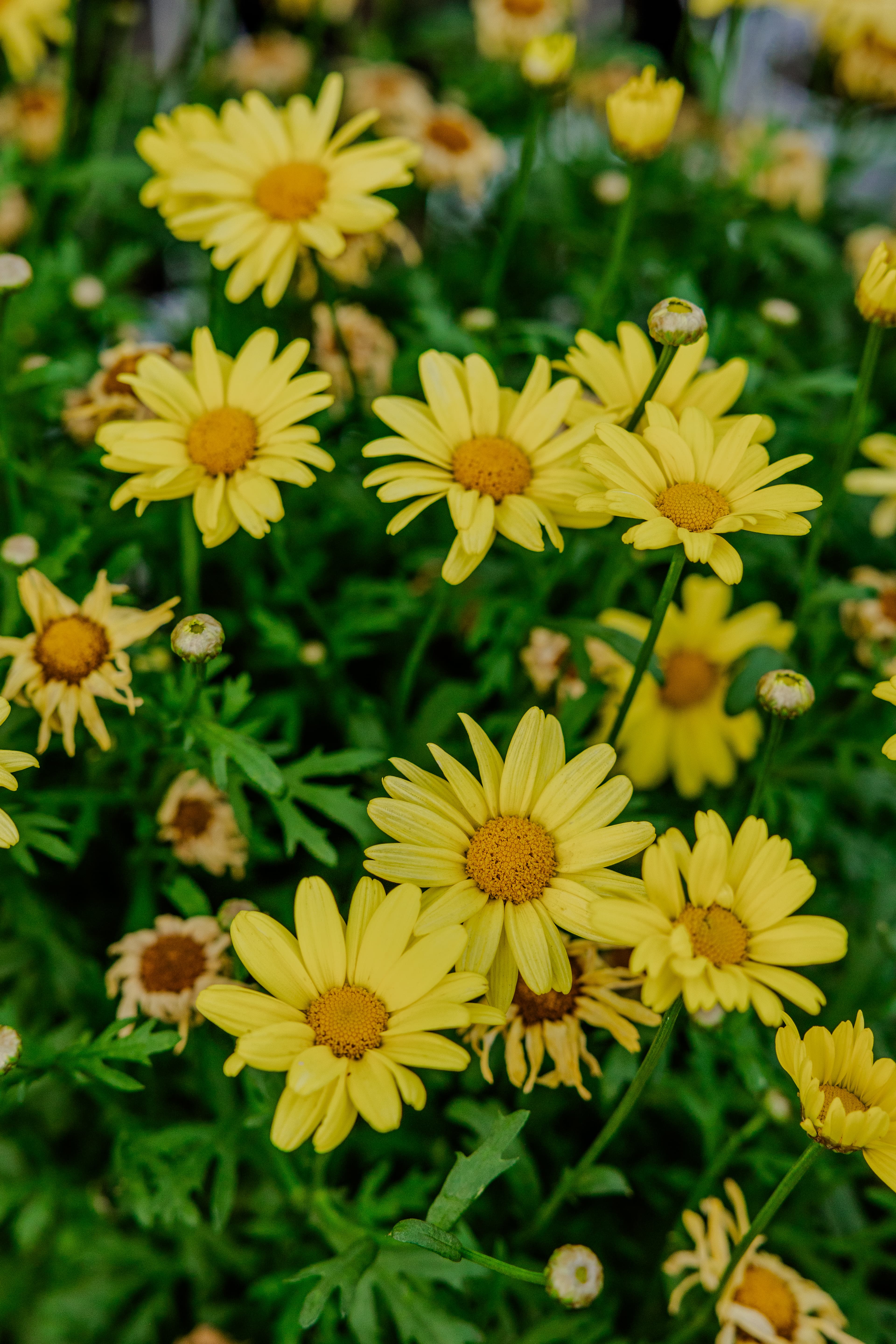 Plants & Flowers