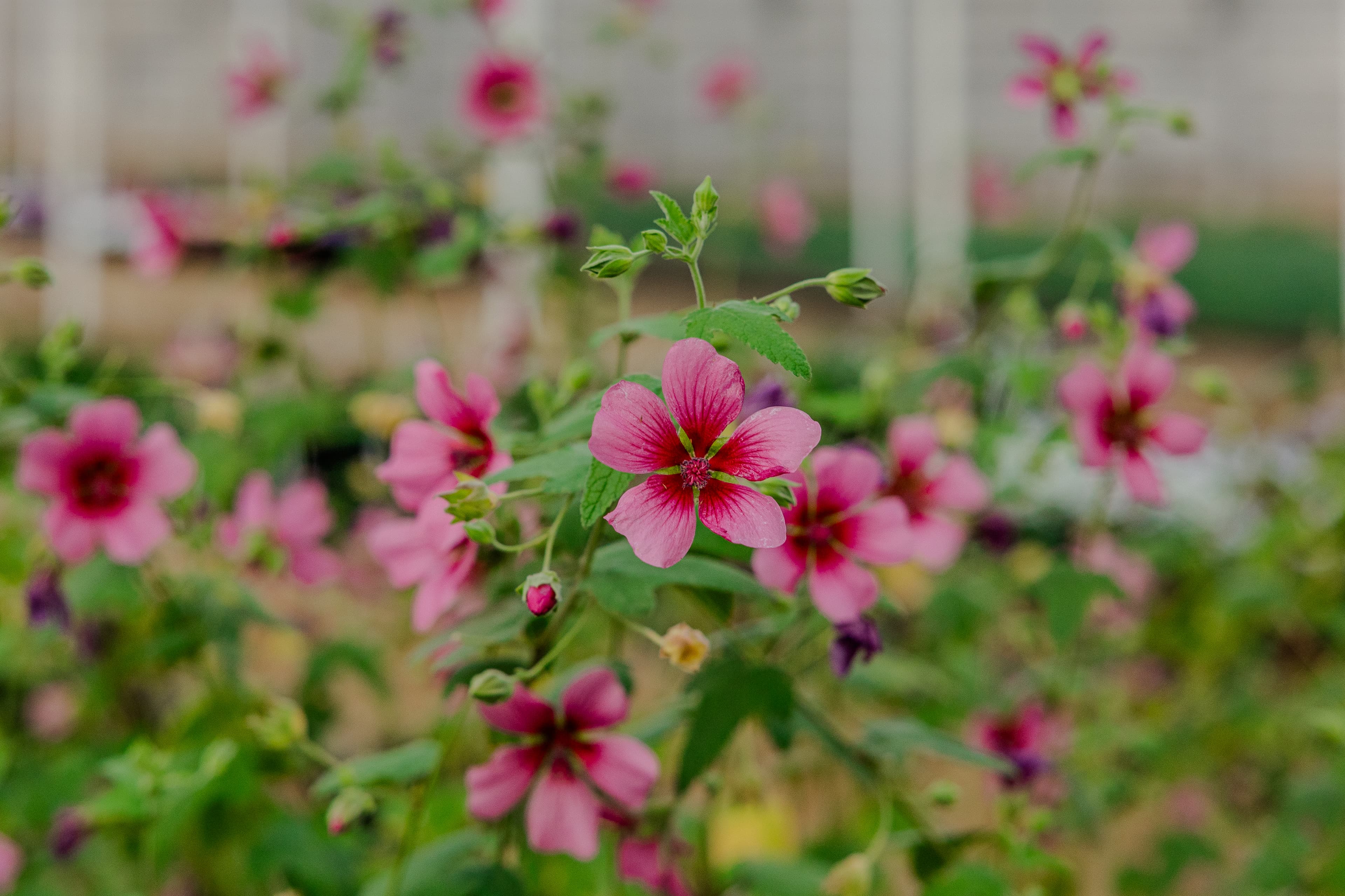 Plants & Flowers