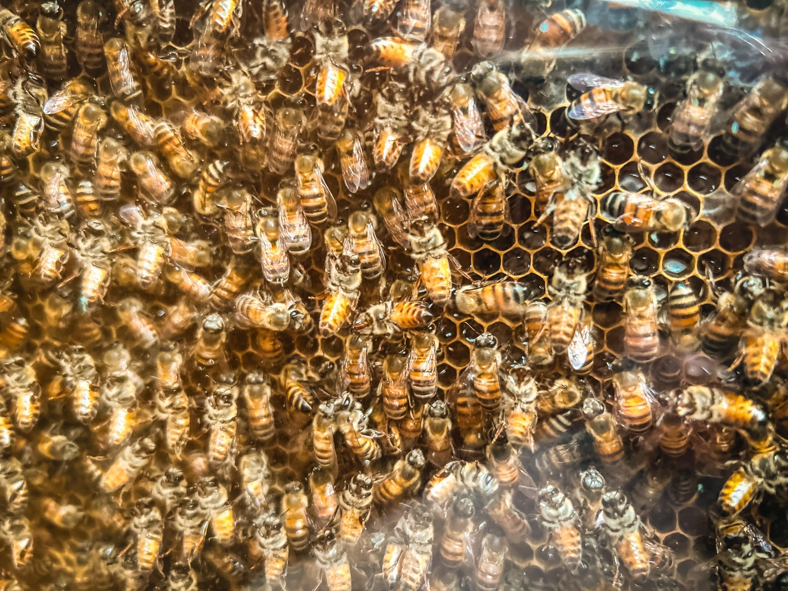 Bee & Honey Show gallery preview