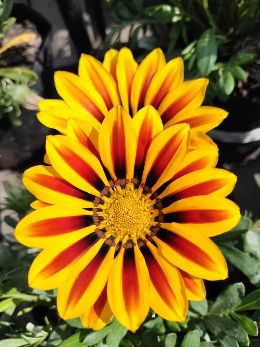 Plants & Flowers gallery preview