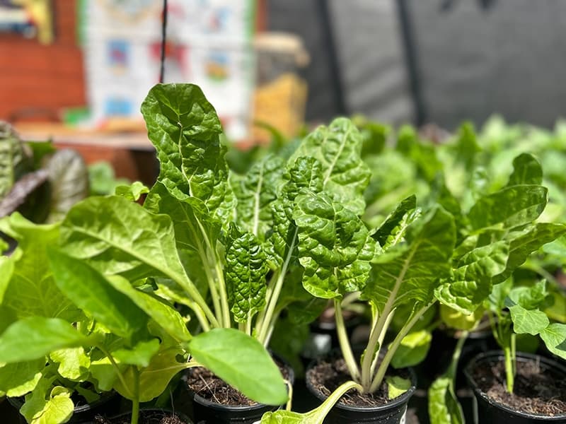 Grow To Eat Festival gallery preview