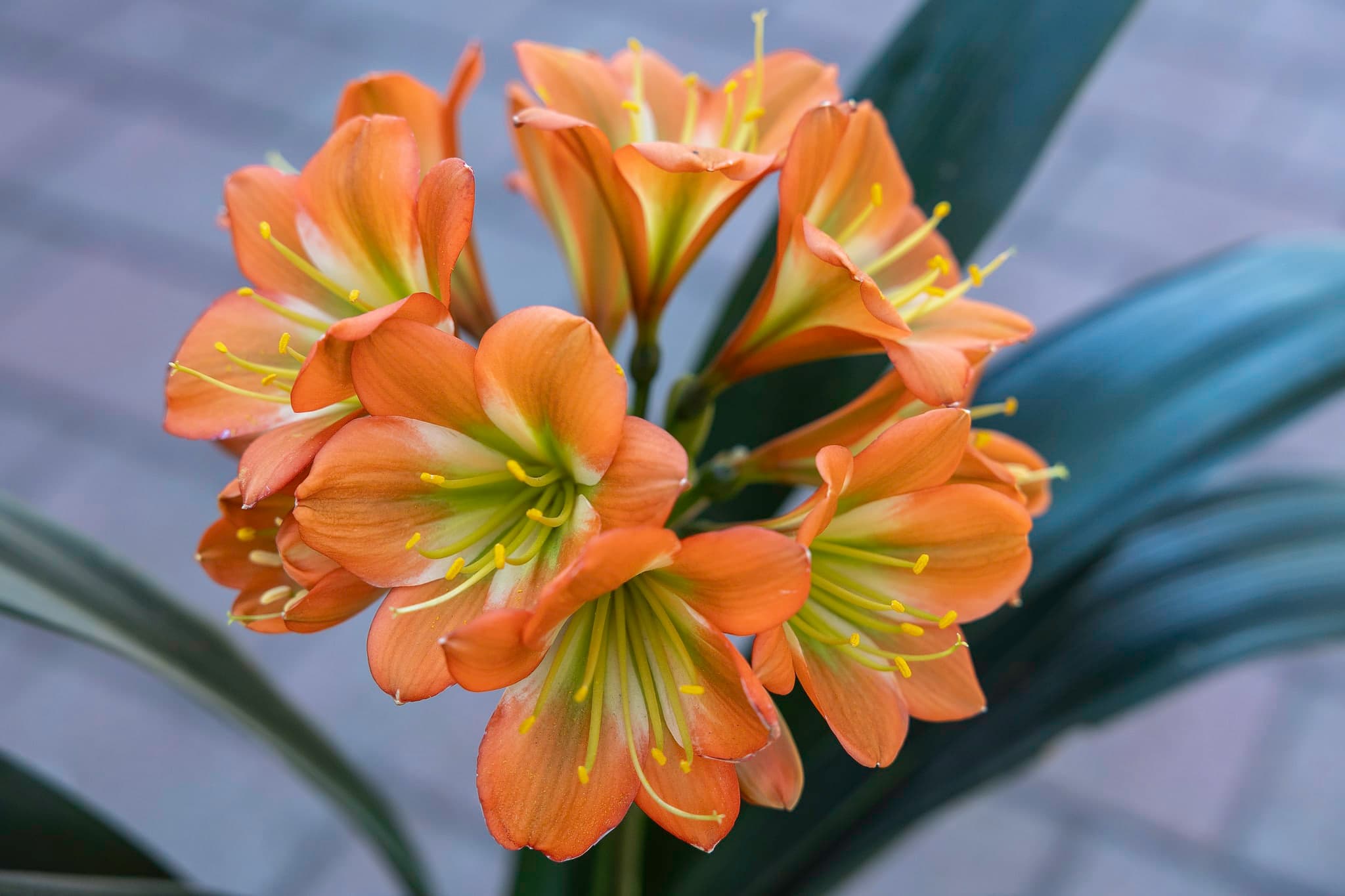 Clivia Show gallery preview