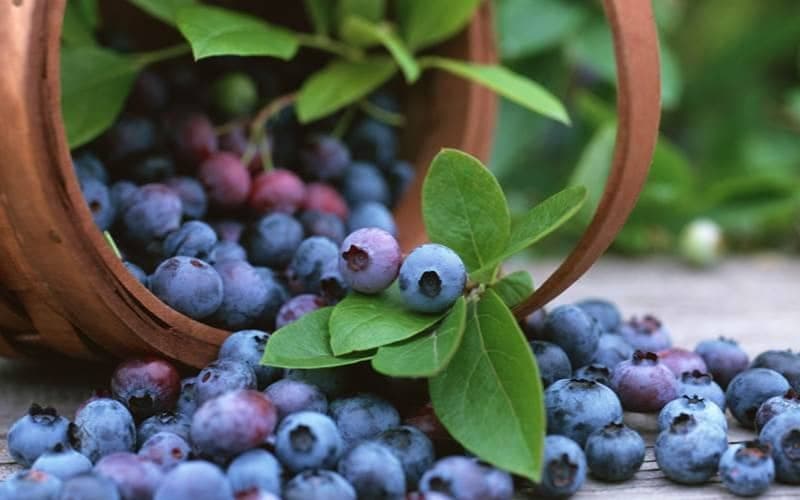 Blueberry basics – Grow your own