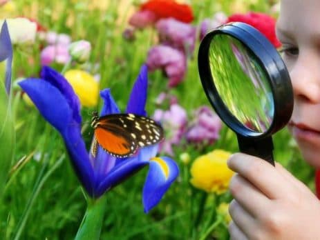 Top 10 plants for attracting butterflies to your garden