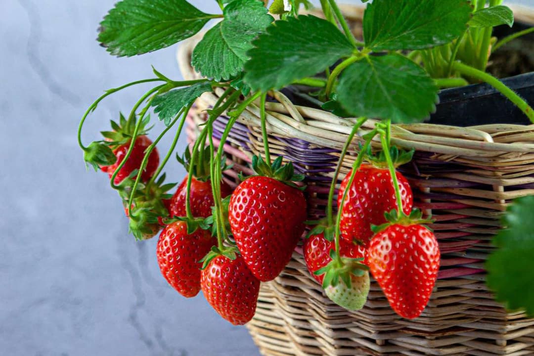 Plant your own strawberry pot