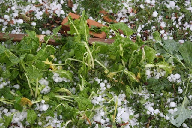First aid for your garden