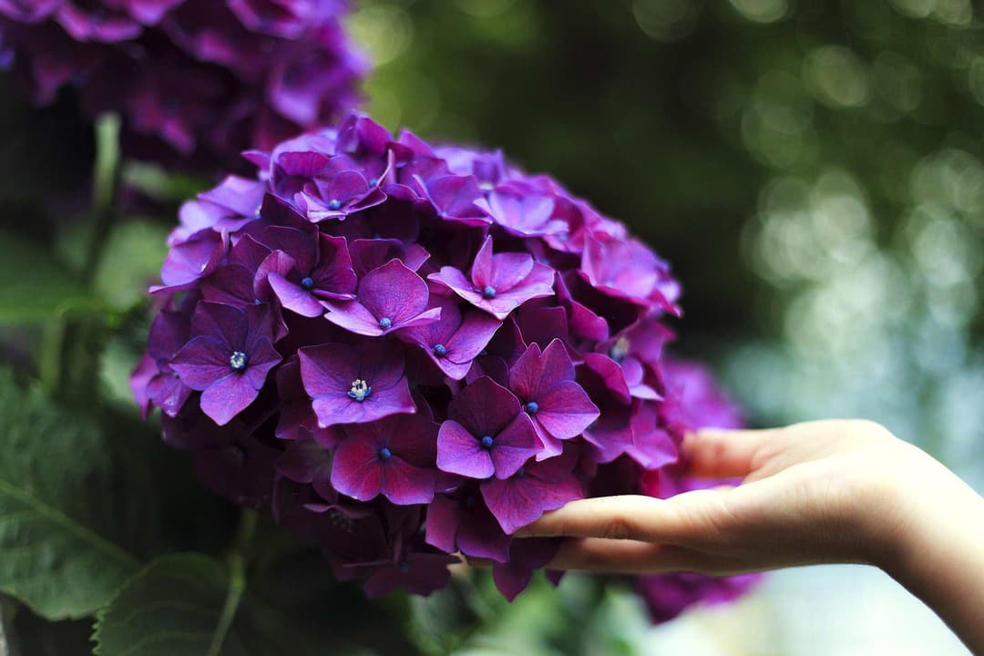 Hydrangea throughout the seasons